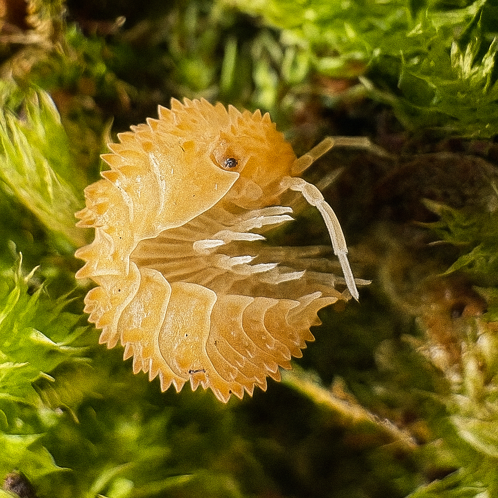 Cristarmadillidium muricatum (Crystal Pineapple Isopod)