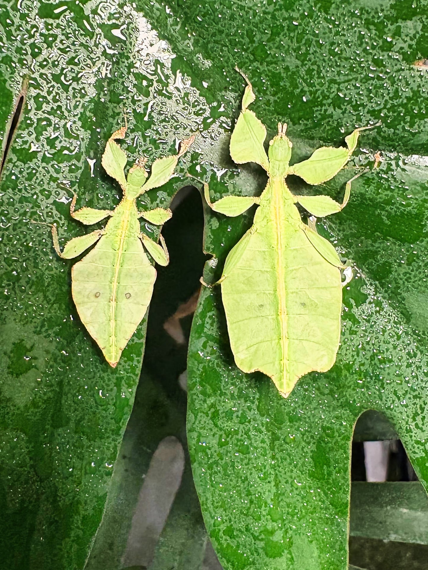 Cryptophyllium limogesi "Thac Krong Kmar" Nymphs