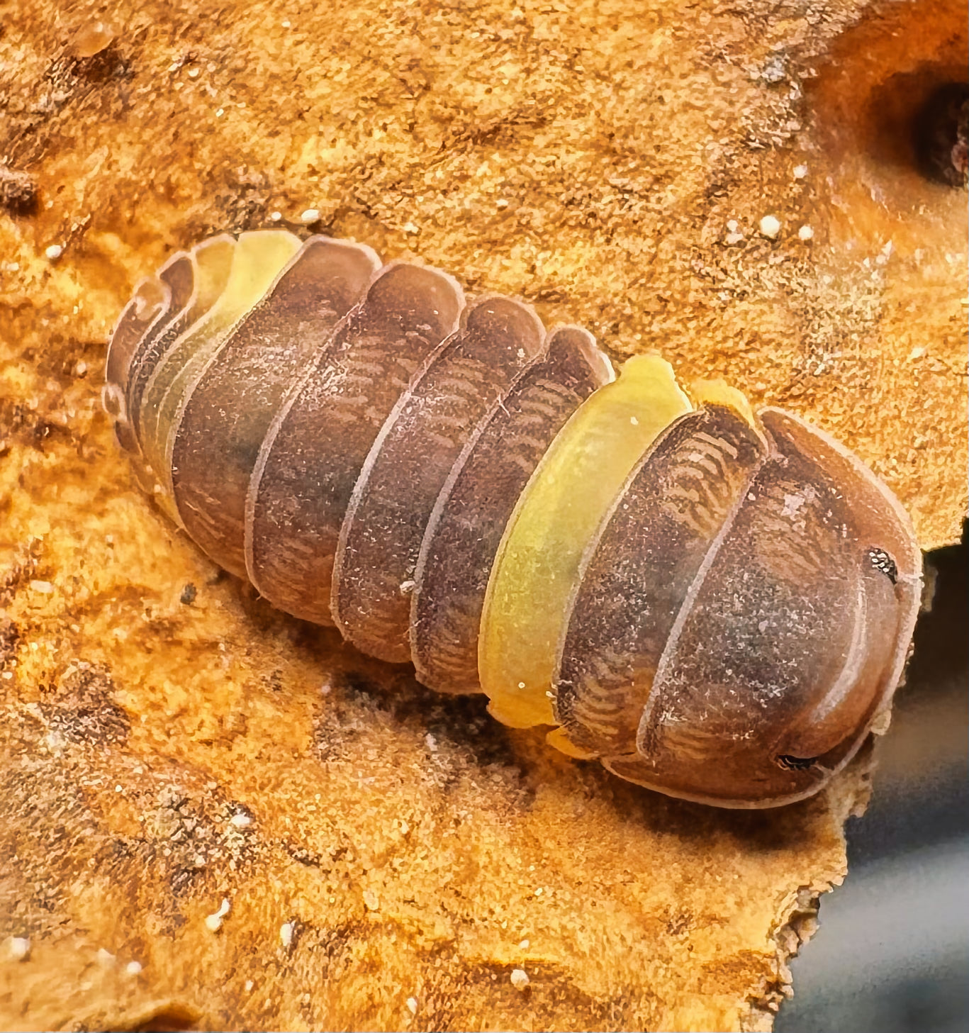 Cubaris sp "R13 Ducky"
