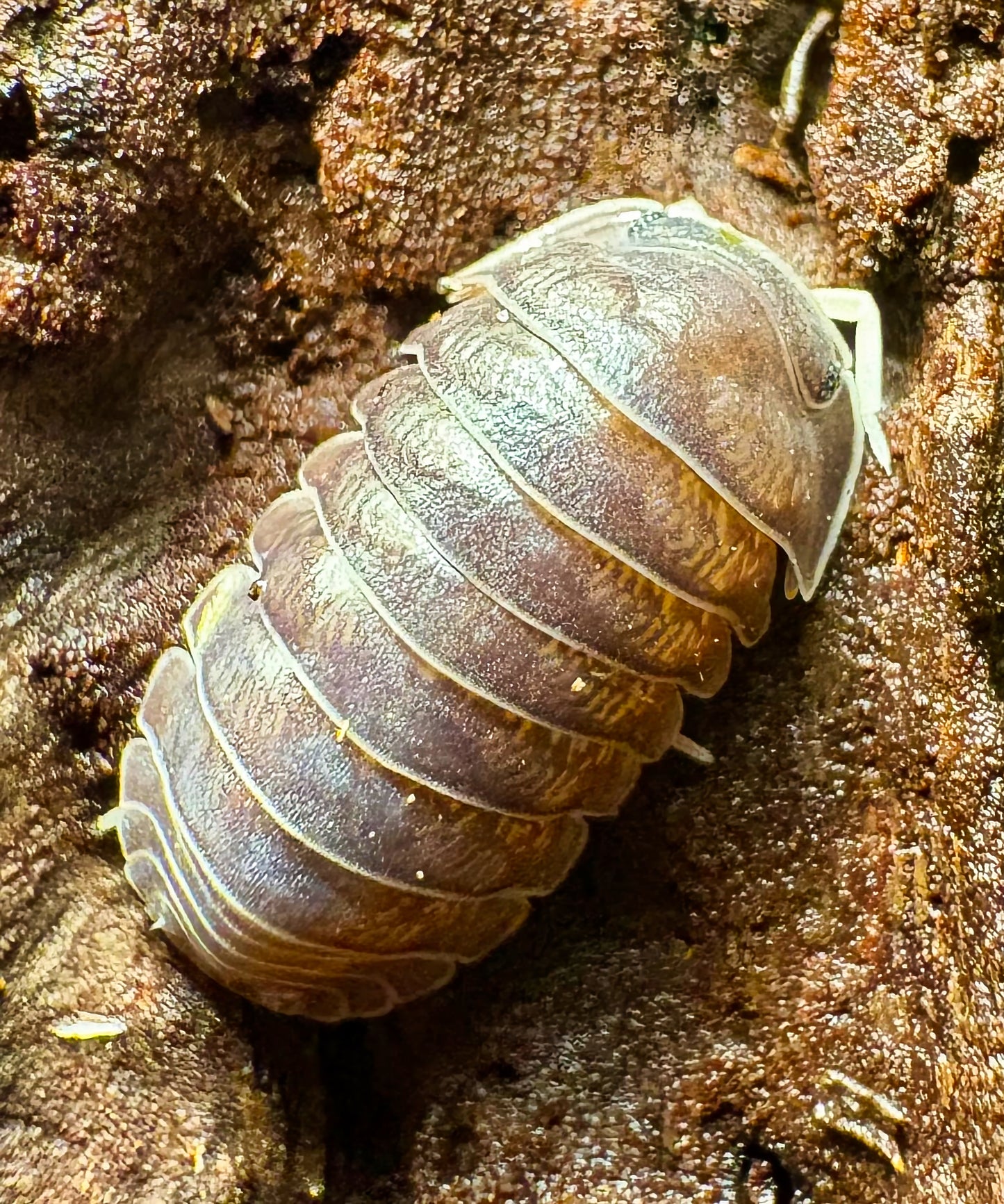 Filipinodillo sp "Nakar"