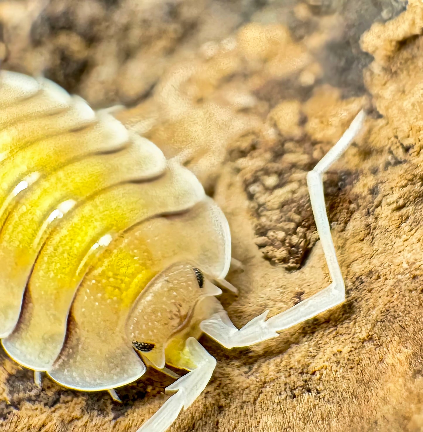 Porcellio bolivari "Yellow Ghost"