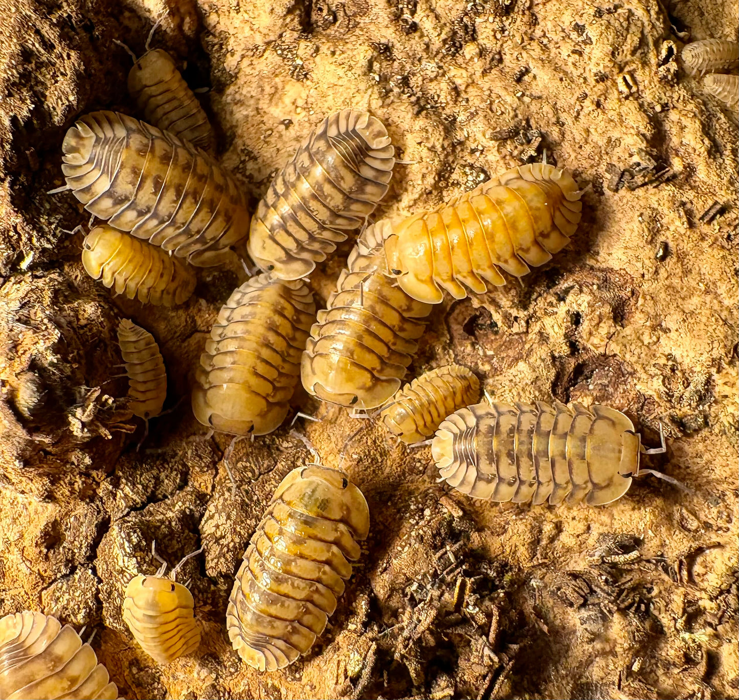 Cubaris sp "Yellow Tiger"