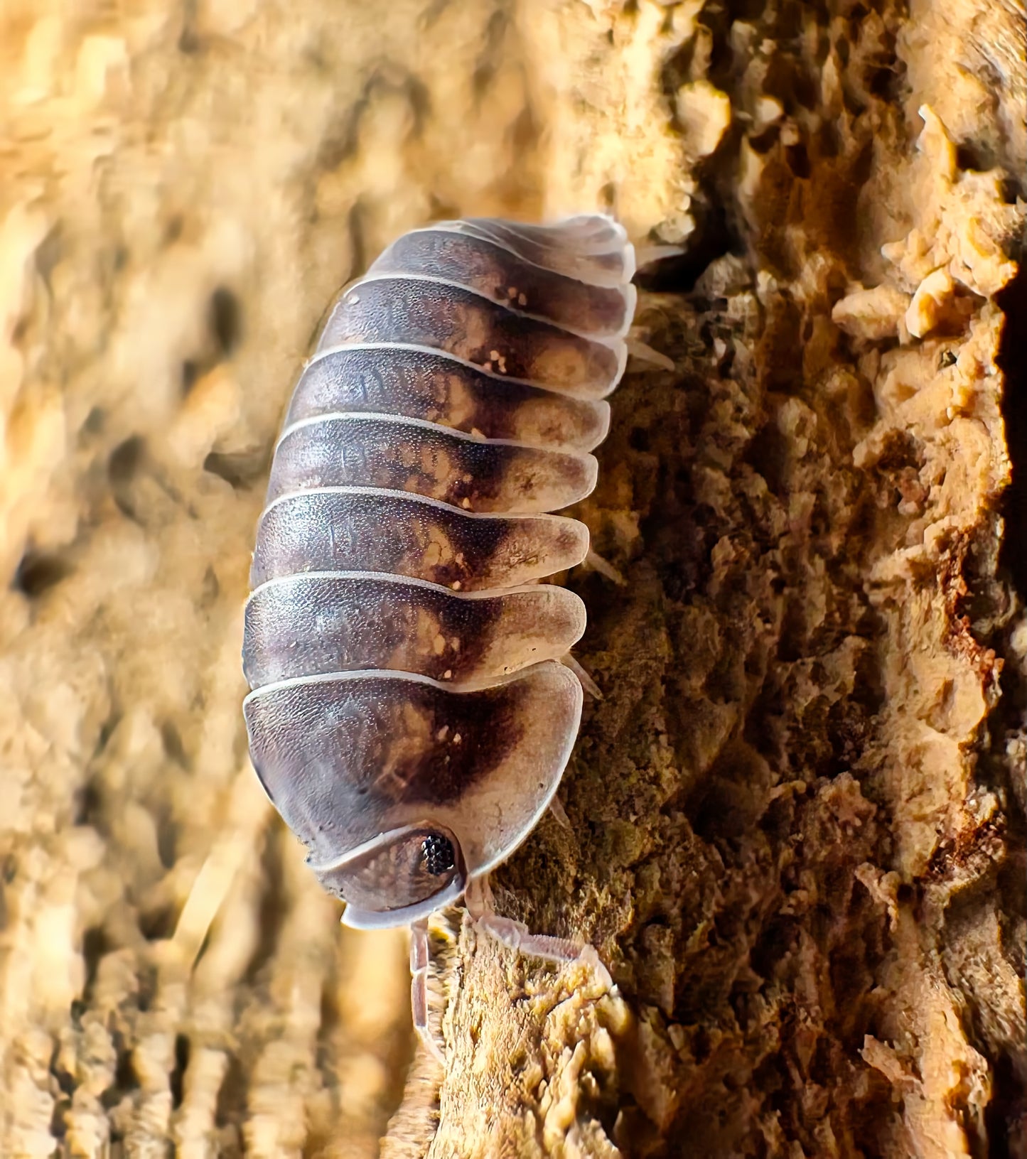 Cubaris sp "Happy Nun"