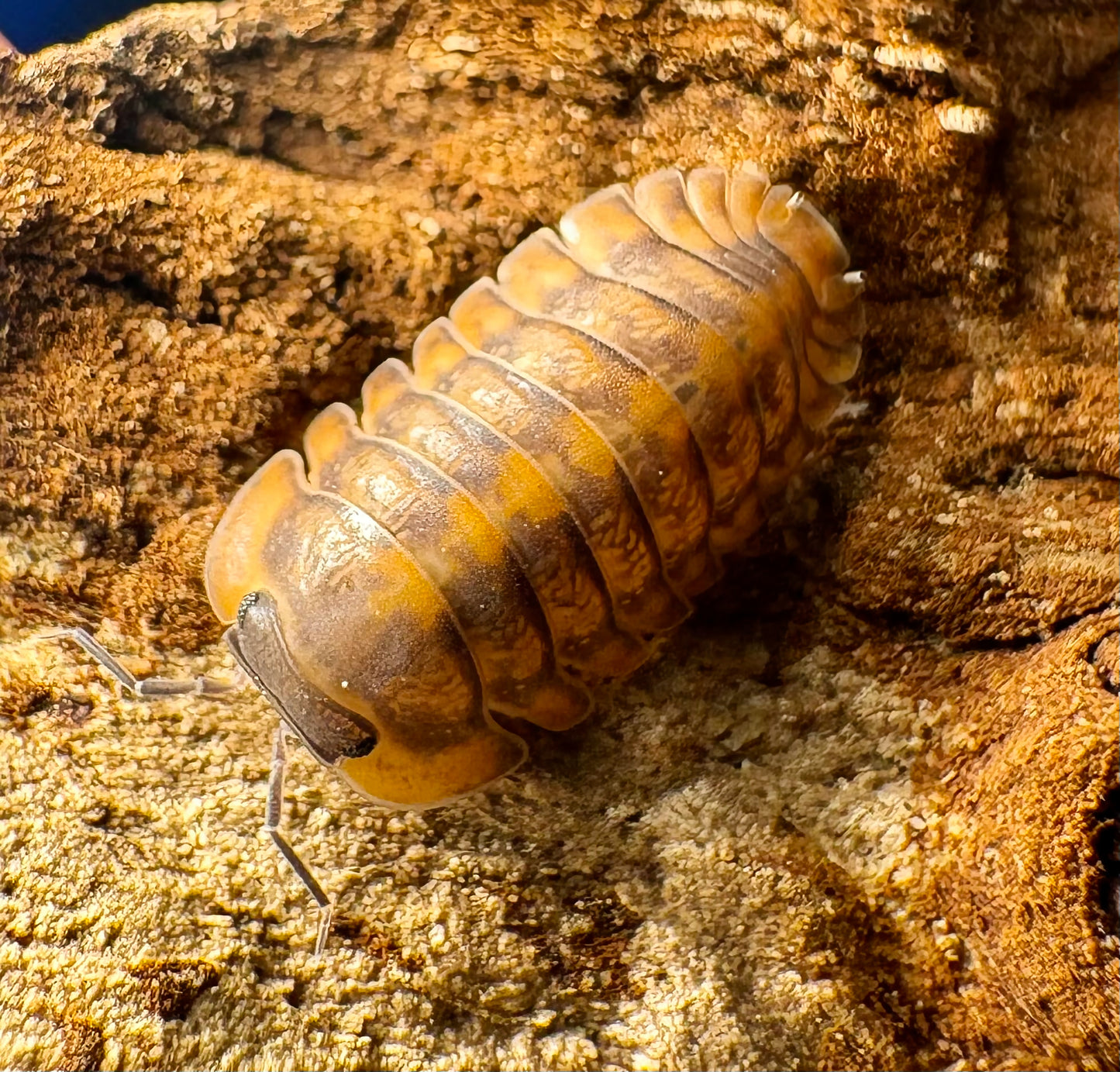Cubaris sp "Phipun Tiger"