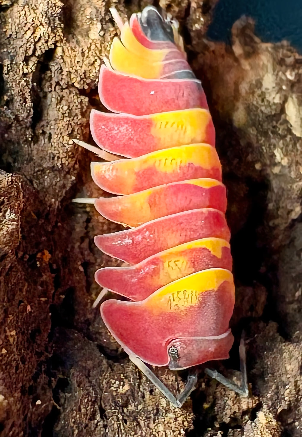 Ardentiella sp "Scarlet"