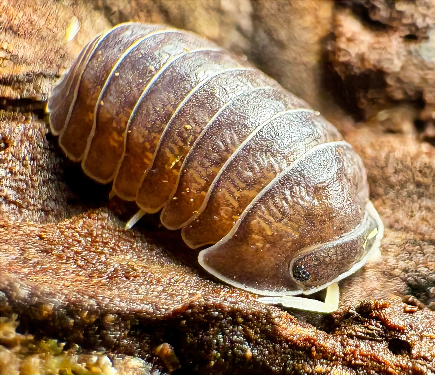 Filipinodillo sp "Nakar"