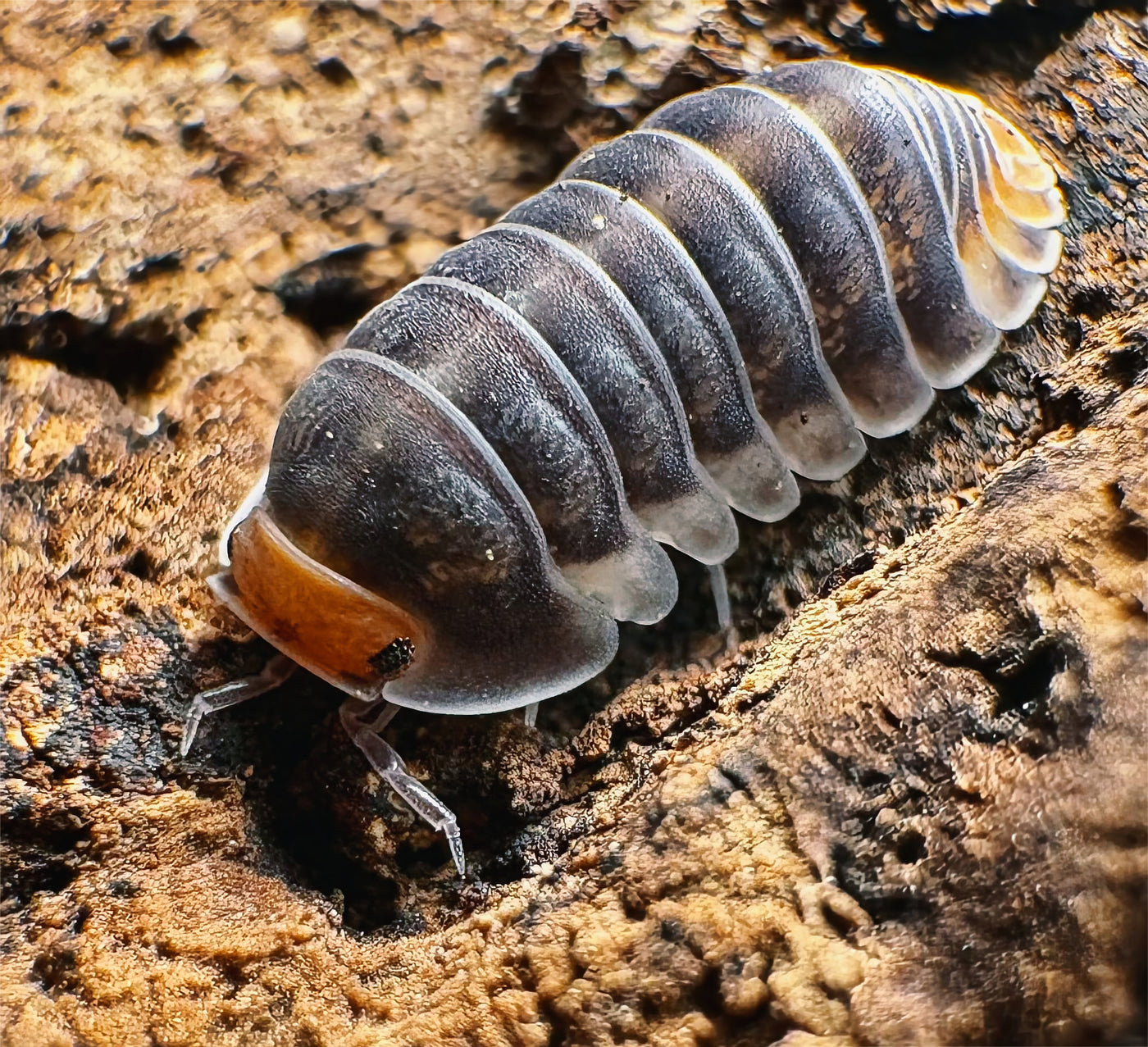 Cubaris sp "Pak Chong"