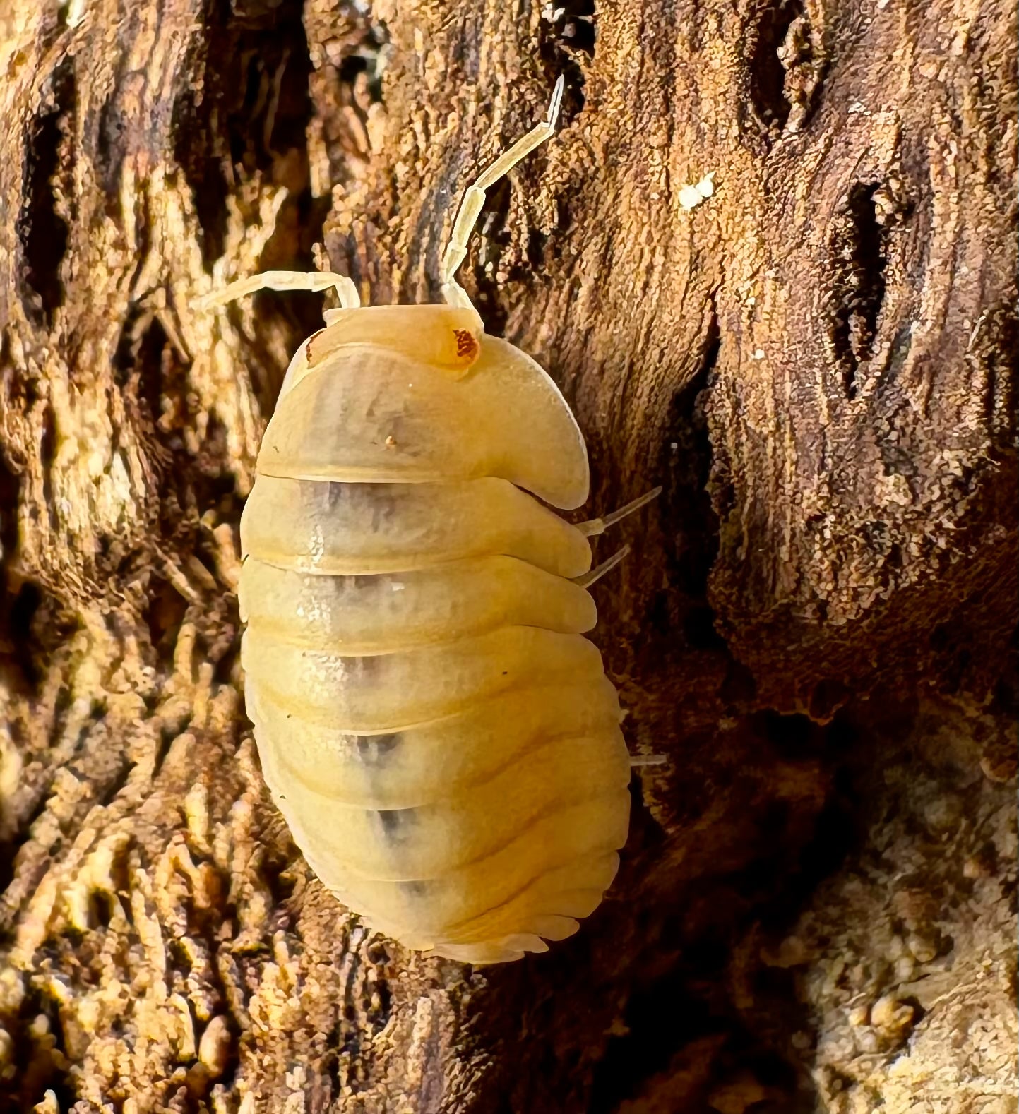 Cubaris sp "Red Edge Peach"