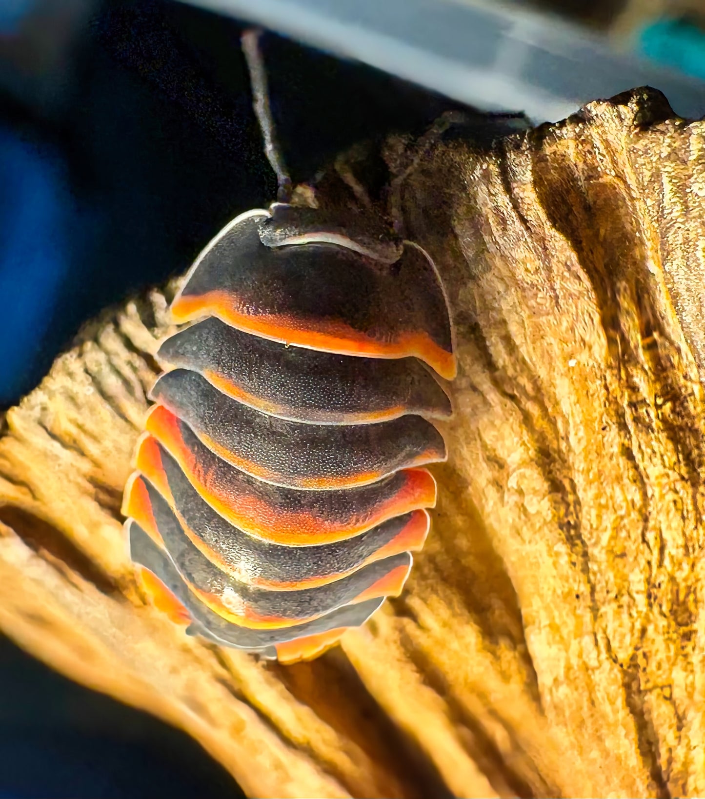 Ardentiella sp "Ember Bee"