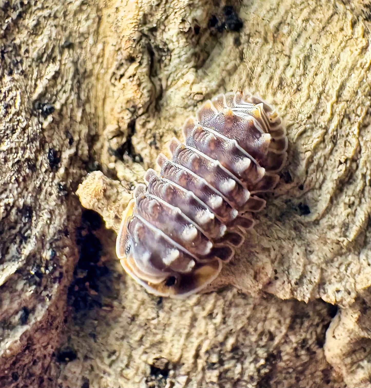 Isopoda sp "Shiny Gator"