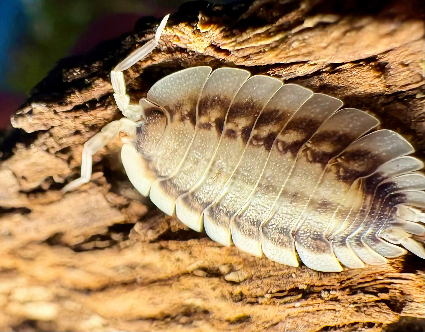 Porcellio werneri "Silverback"