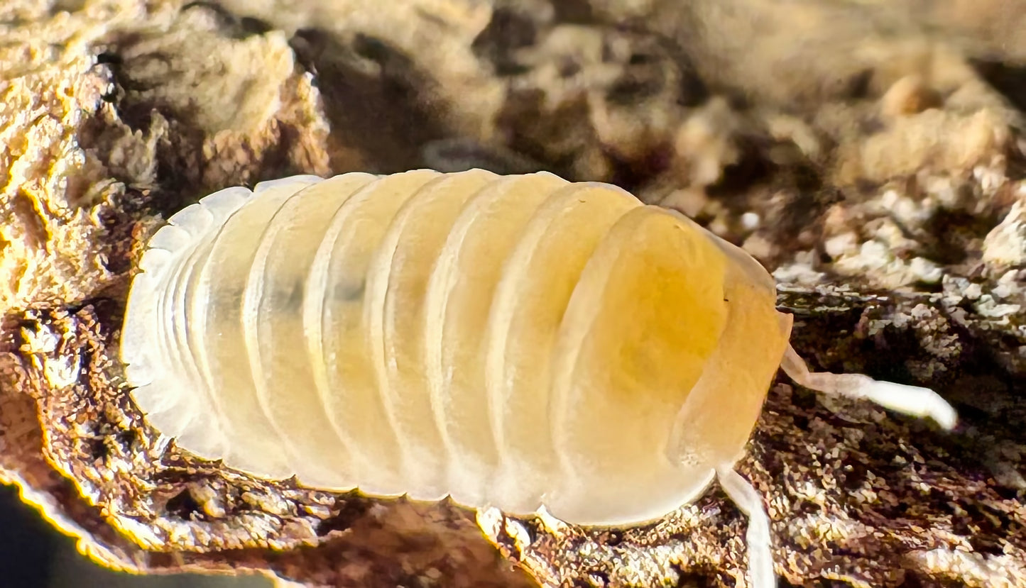 Cubaris sp "Murina Glacier"