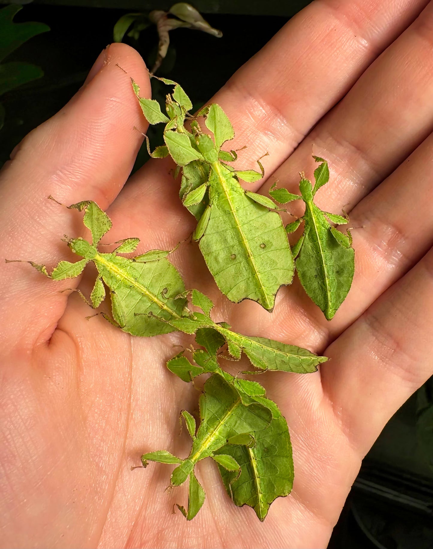 Cryptophyllium limogesi "Thac Krong Kmar" Nymphs