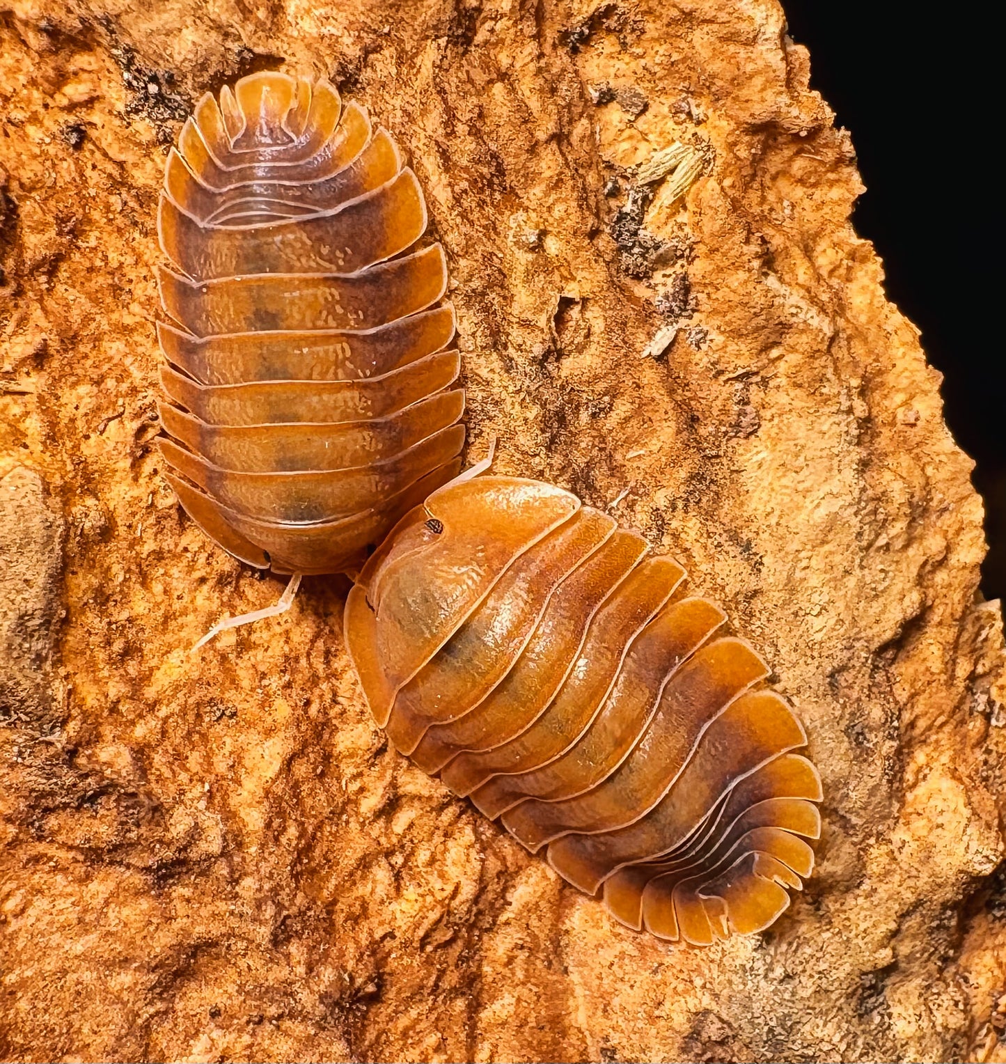 Troglodillo sp "Vex"