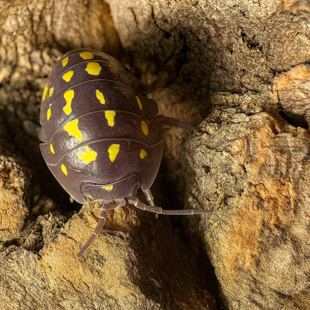 Armadillidium Gestroi (Yellow Spotted Isopod)