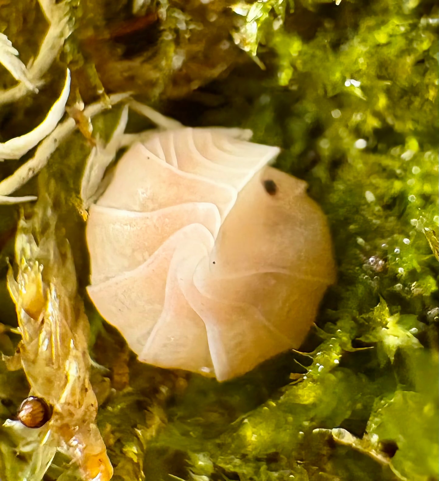 Cubaris sp "Pink Rose"