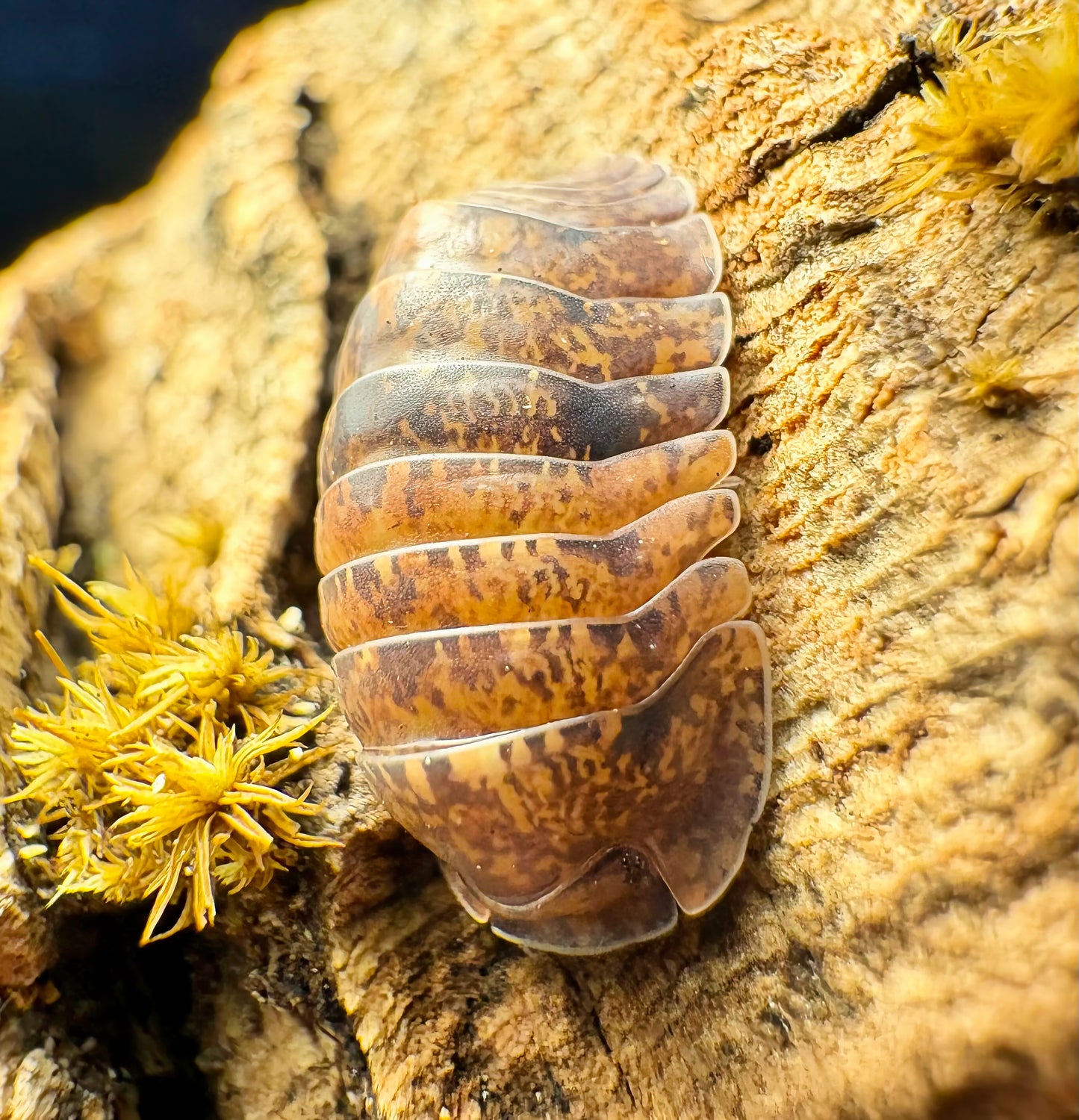 Filipinodillo sp "Giant Banahao"