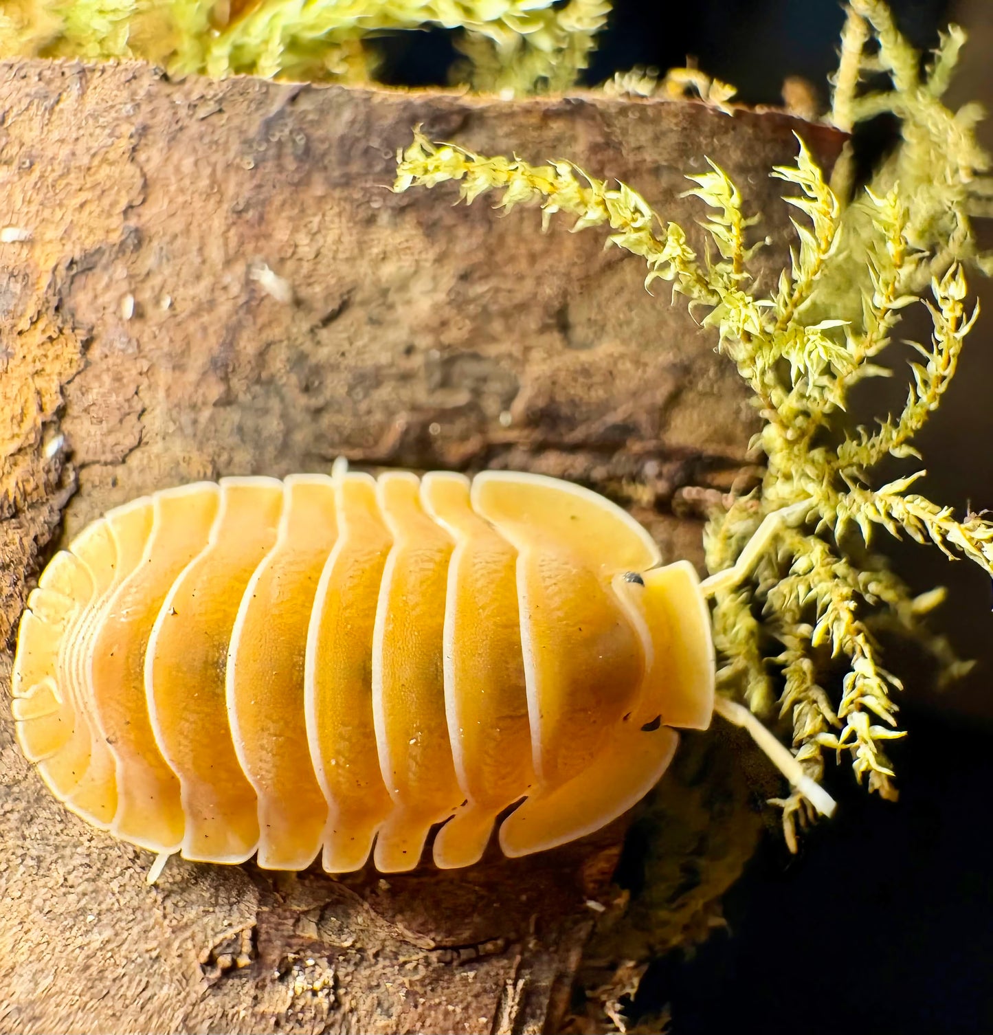 Cubaris sp "Crabby"