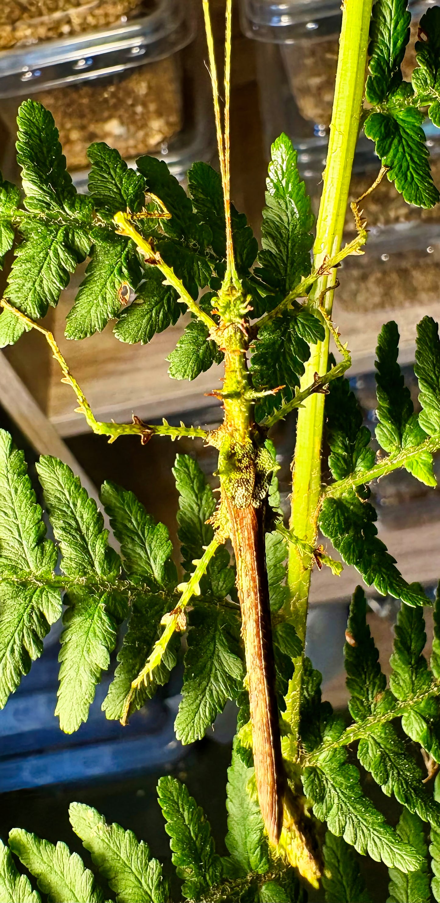 Taraxippus samarae "Siquirres" Nymphs