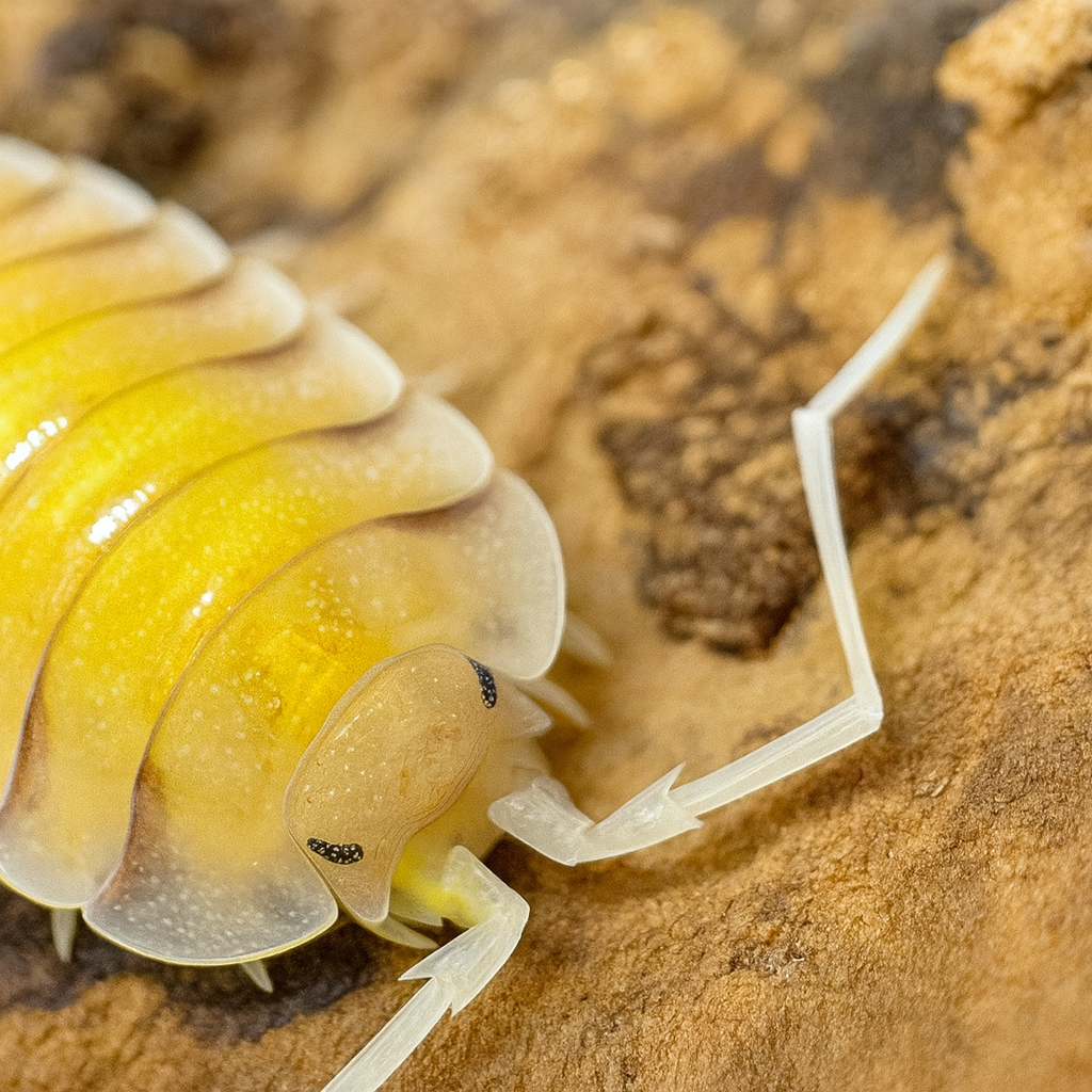 Porcellio bolivari "Yellow Ghost"