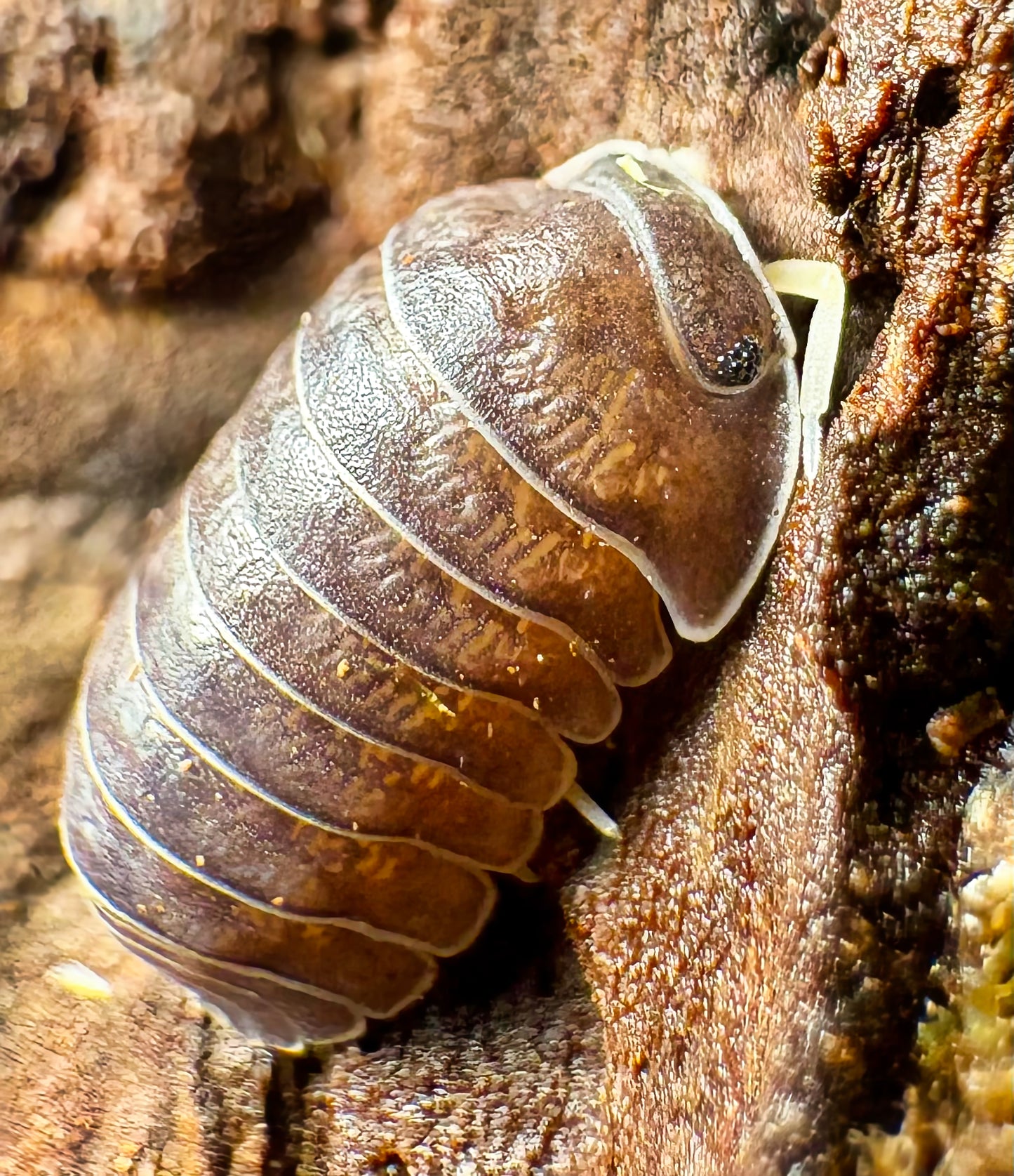 Filipinodillo sp "Nakar"