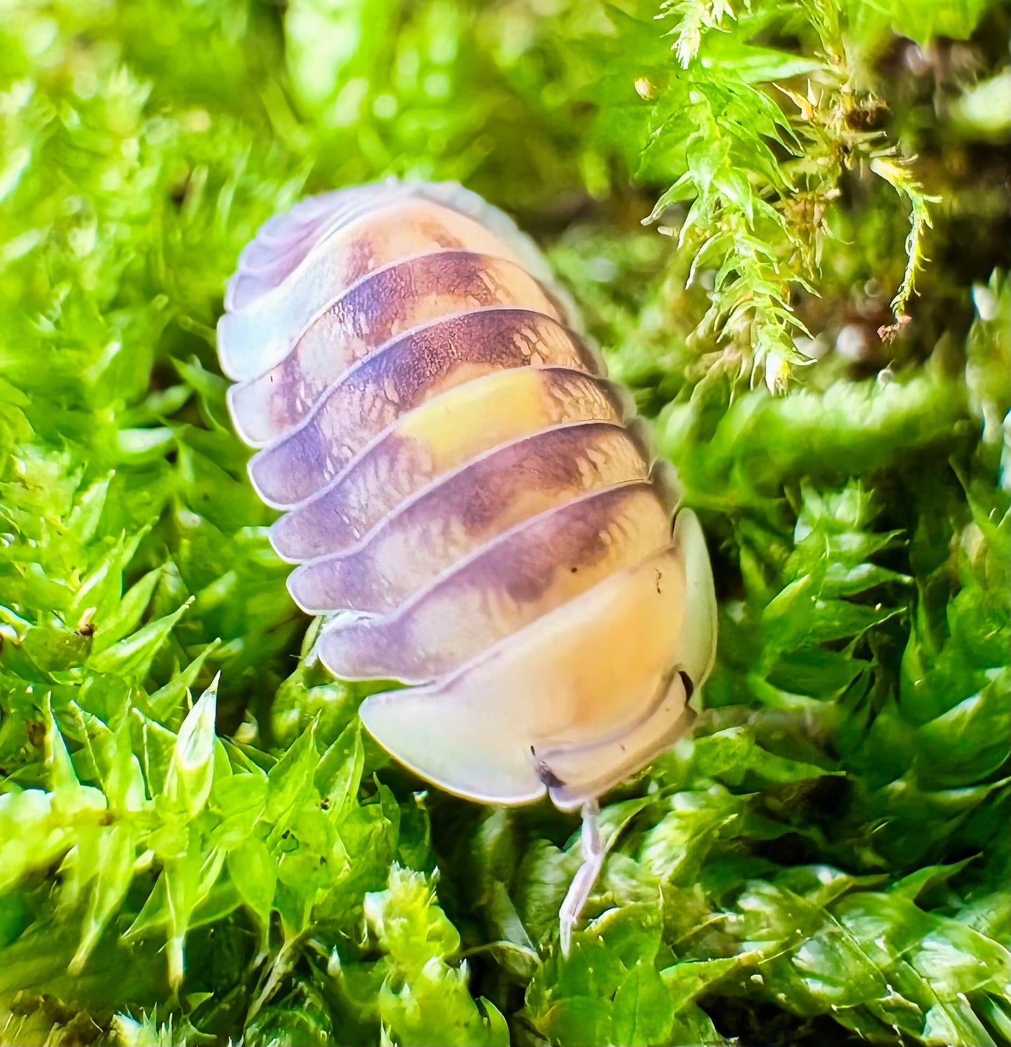 Cubaris sp "Amber Firefly LCF"