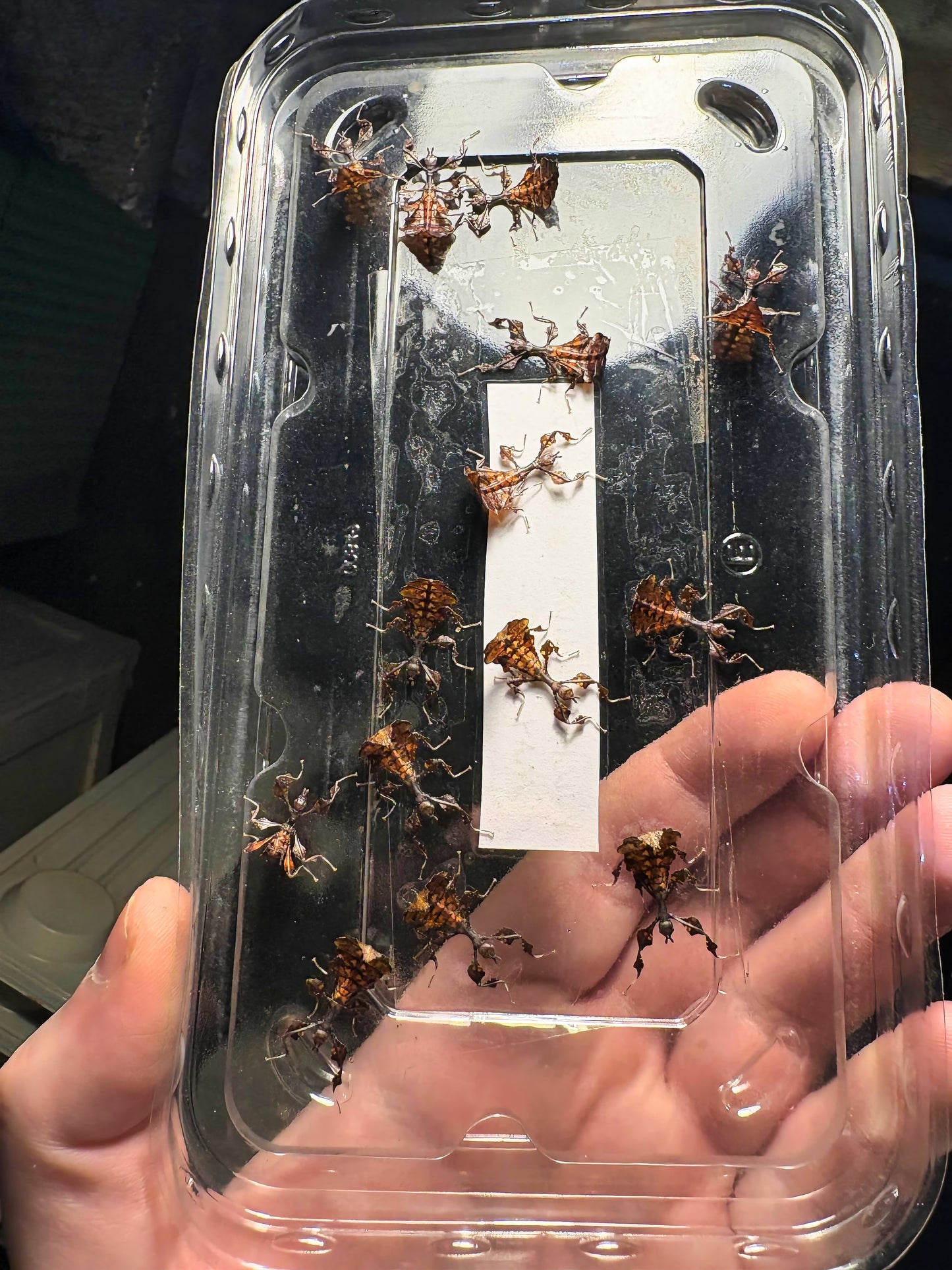 Pulchriphyllium giganteum "Tapah Hills" Nymphs