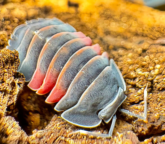 Ardentiella sp "Lava"