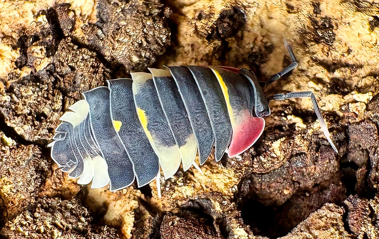 Ardentiella sp "Quadcolor"