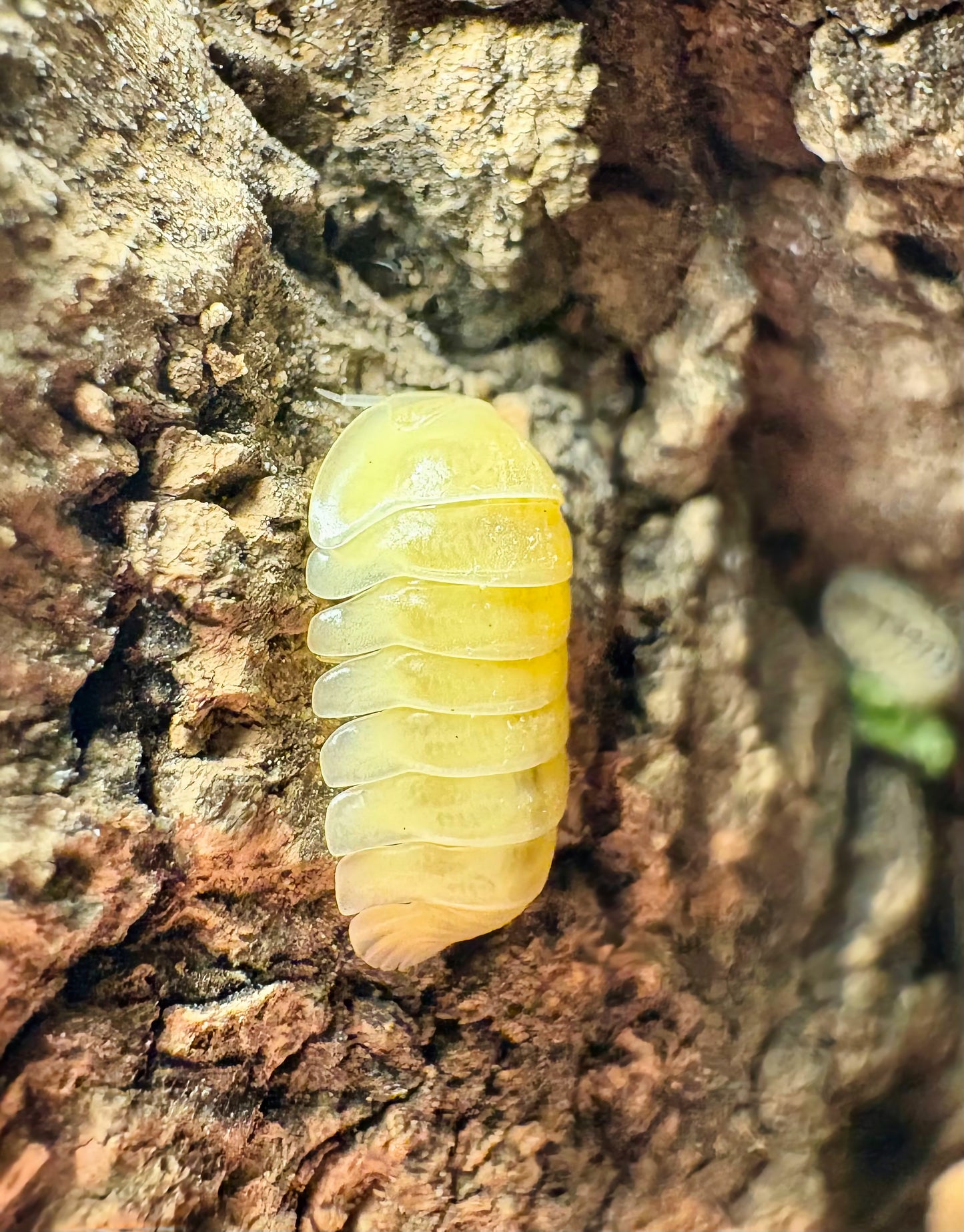 Cubaris sp "Frosty Jupiter"