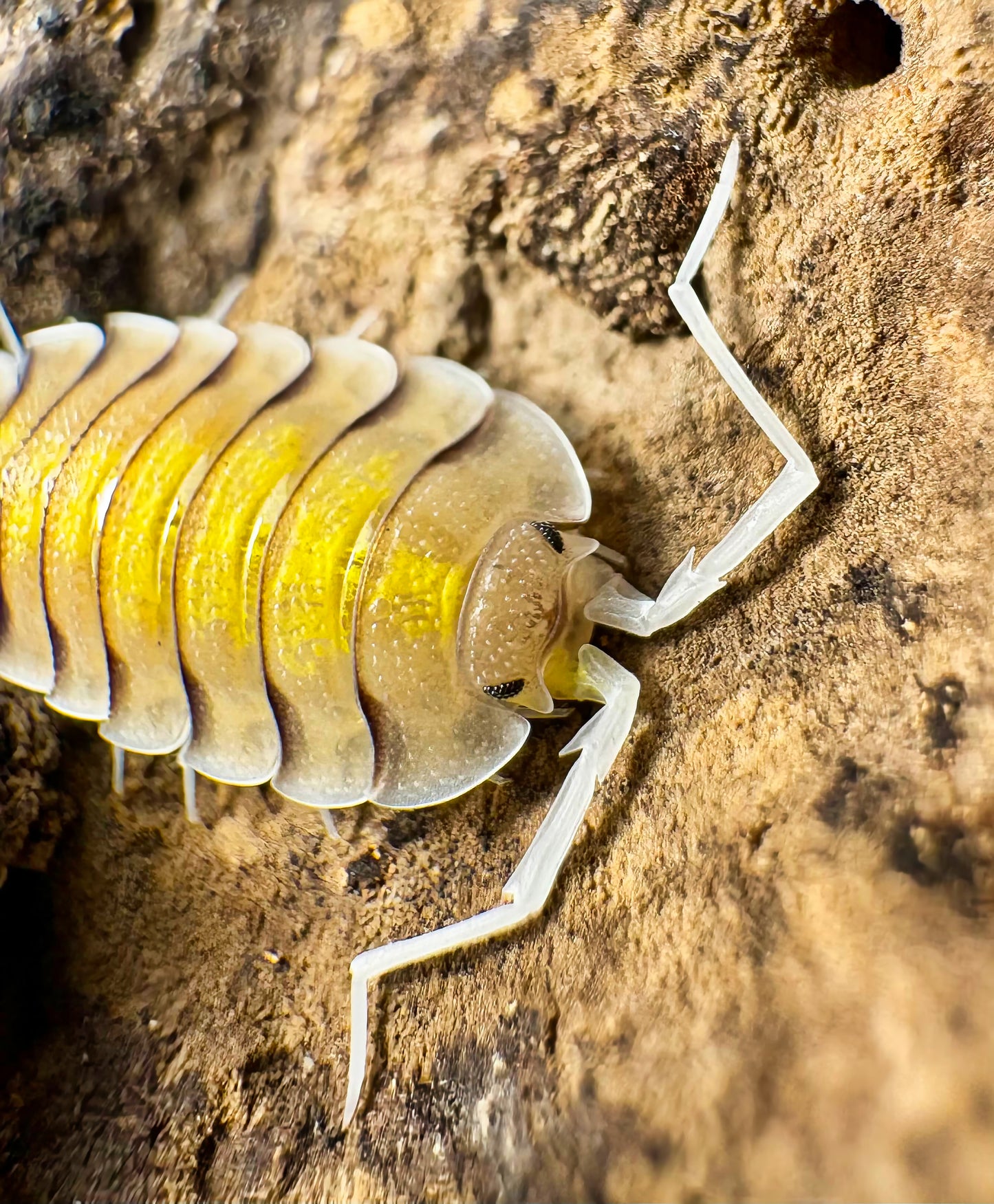Porcellio bolivari "Yellow Ghost"