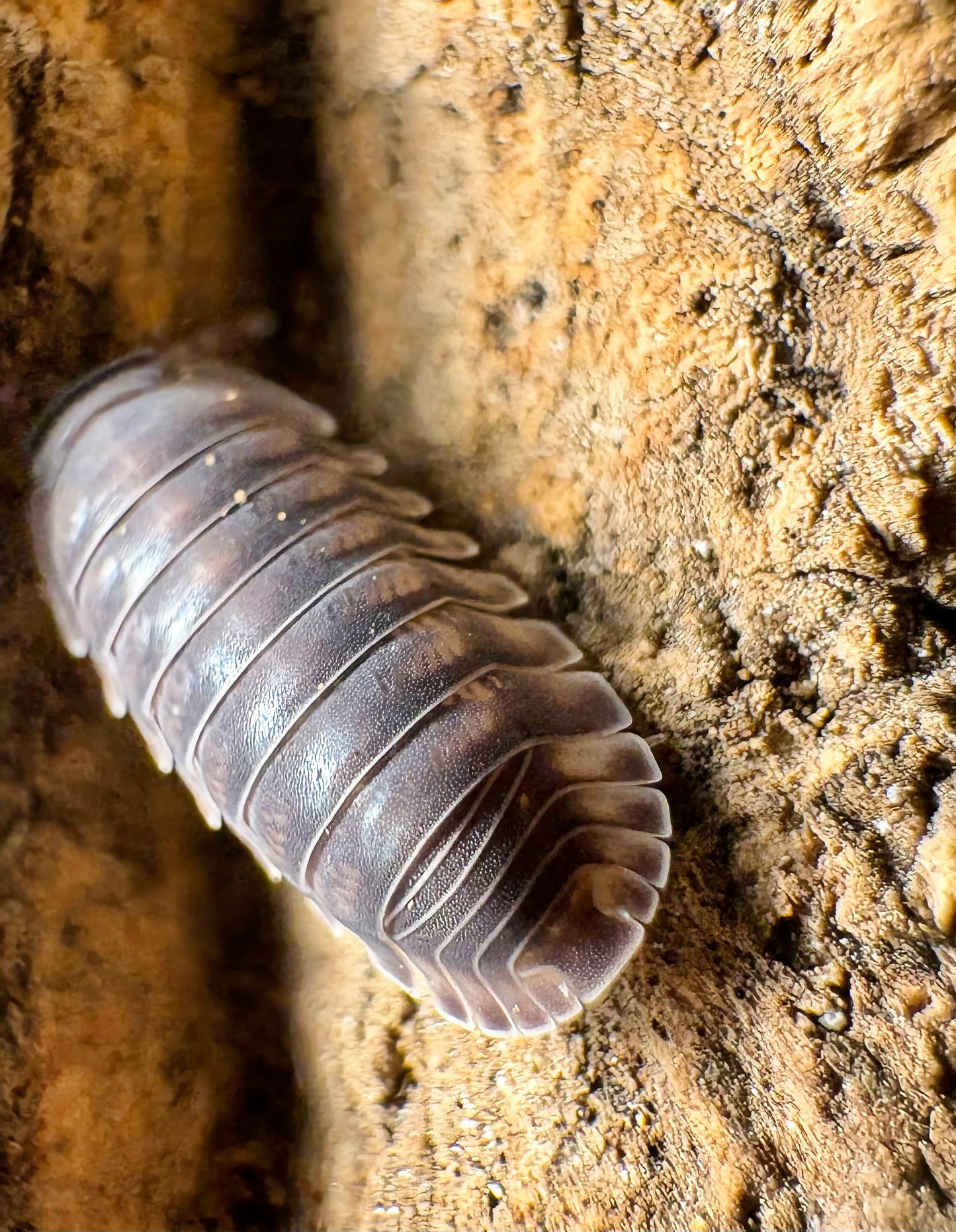 Cubaris sp "Happy Nun"