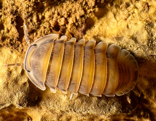 Cubaris sp "Red Pak Chong"