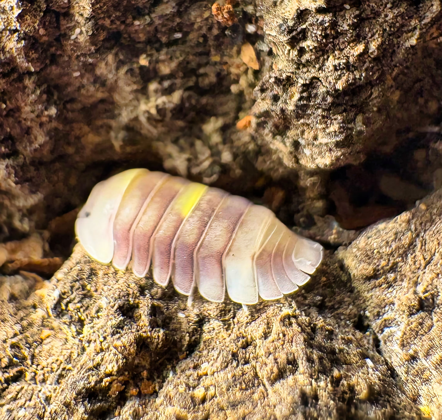 Cubaris sp "Amber Firefly LCF"