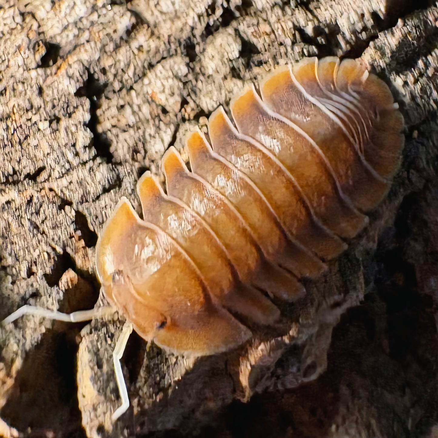 Troglodillo sp "Vex"