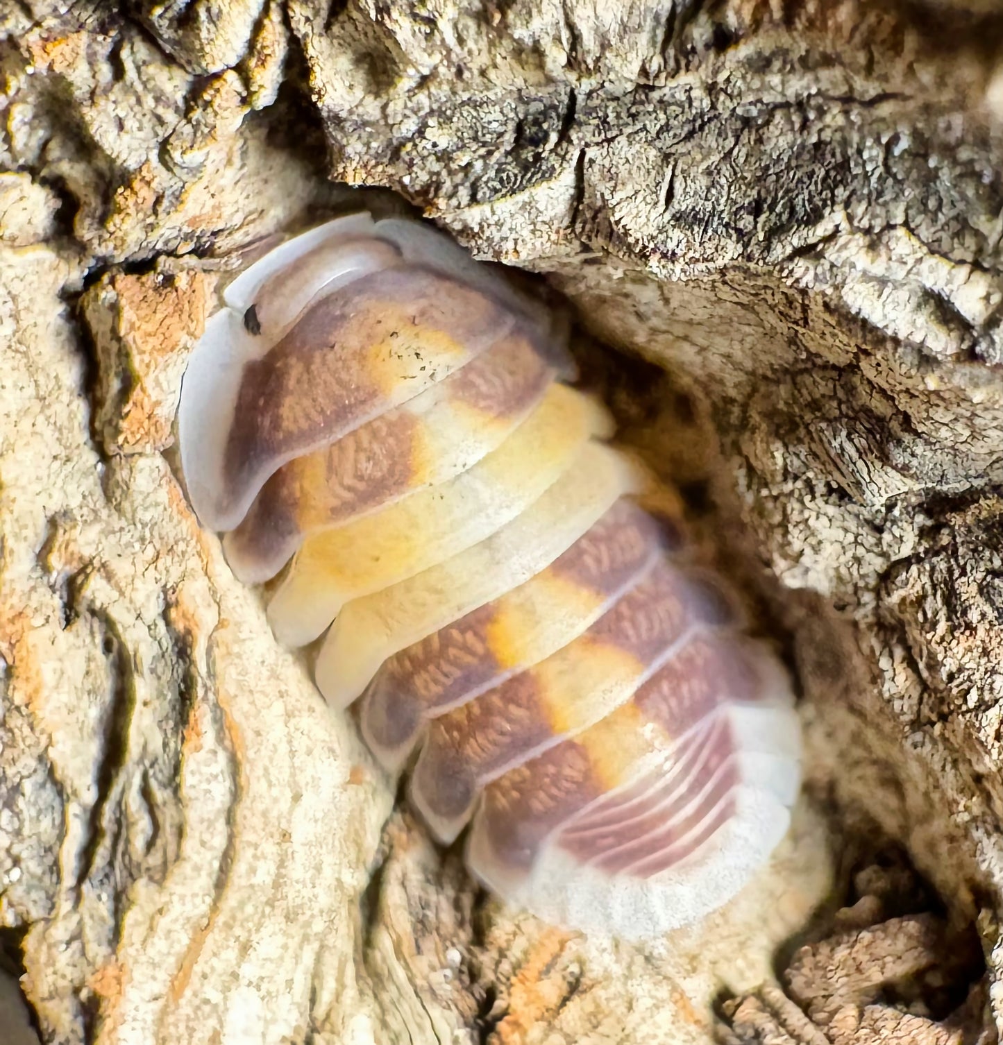 Cubaris sp "Cappuccino"