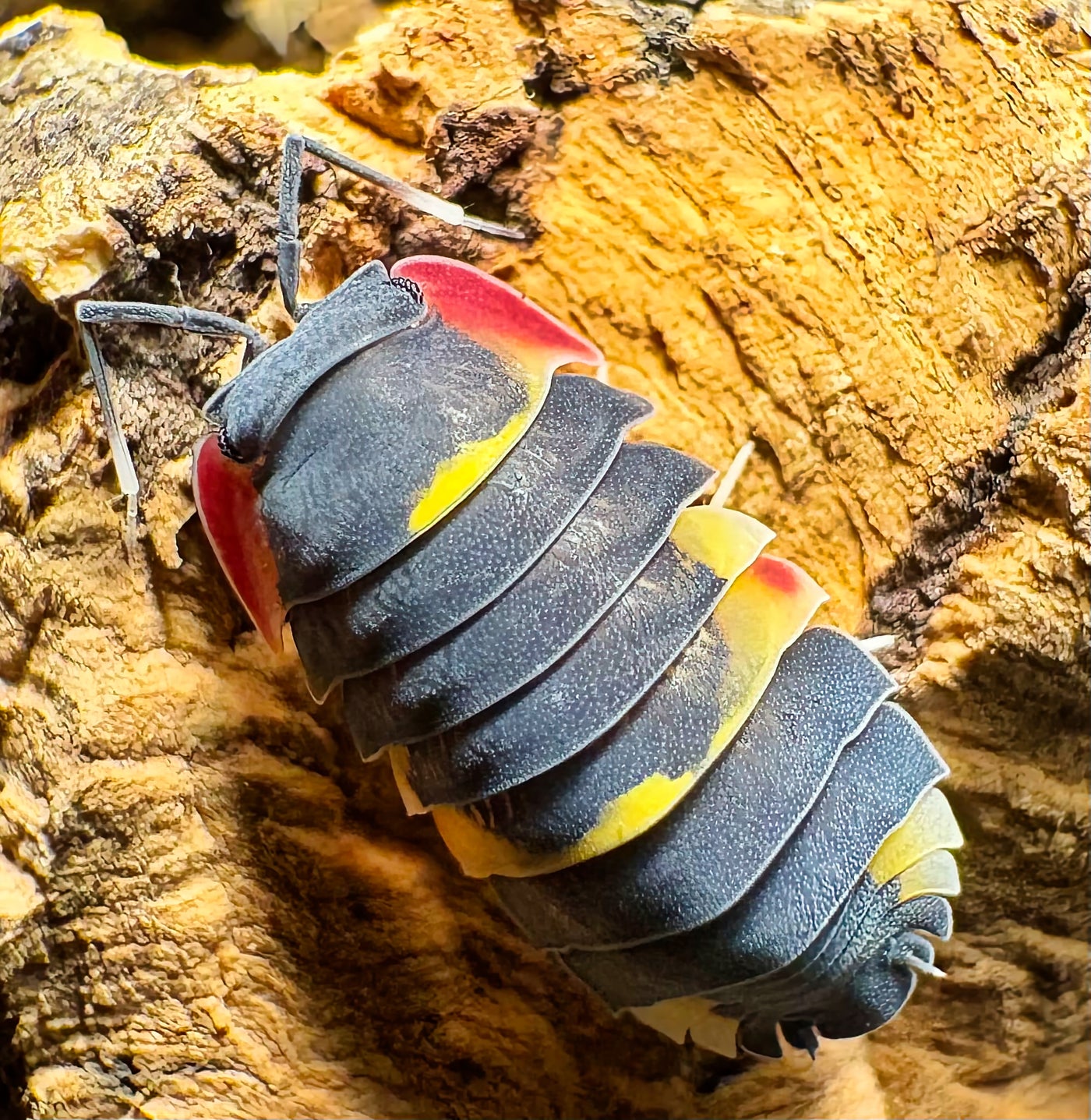 Ardentiella sp "Quadcolour"