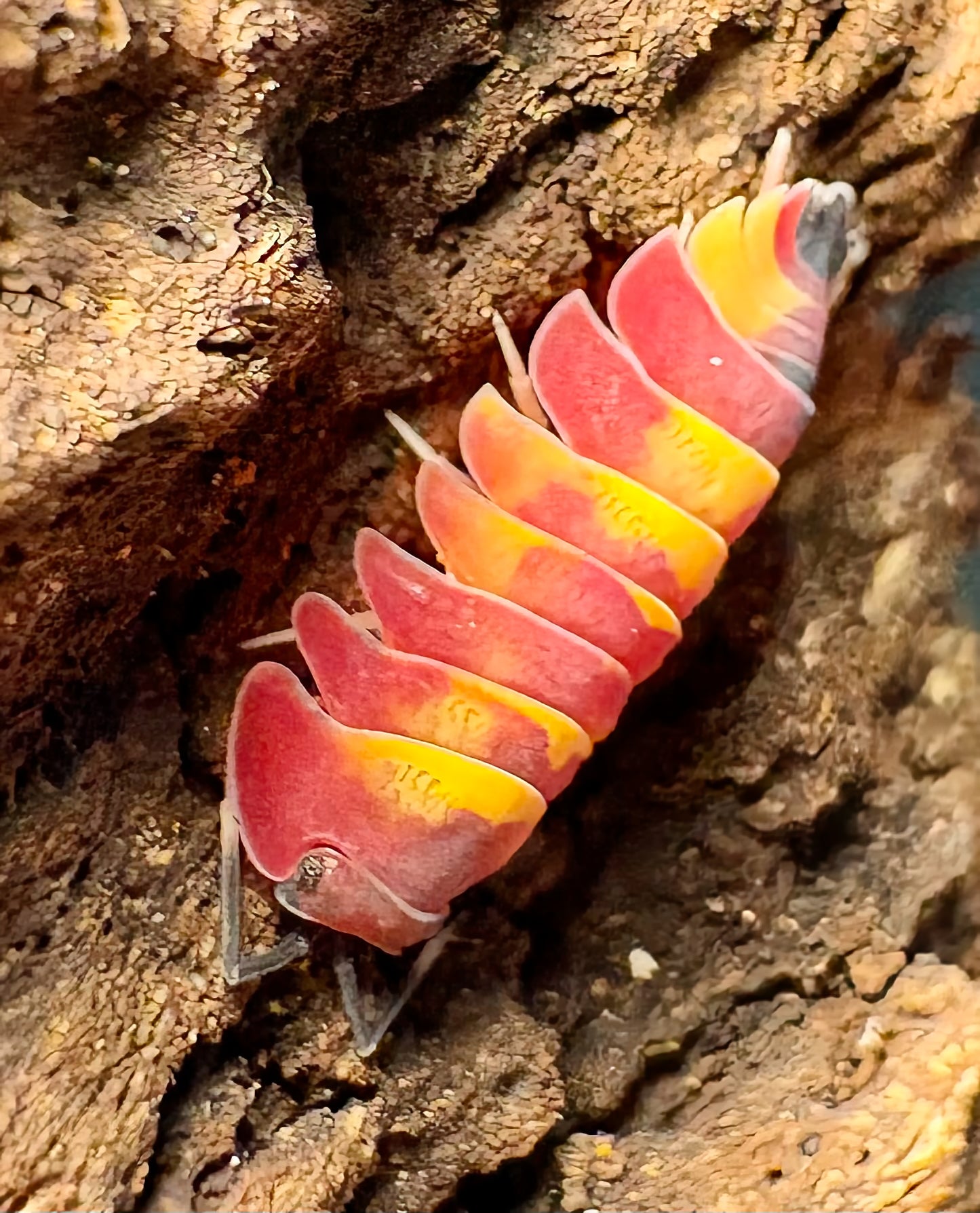 Ardentiella sp "Scarlet"