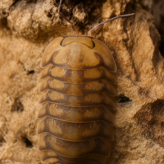 Cubaris sp "Yellow Tiger"