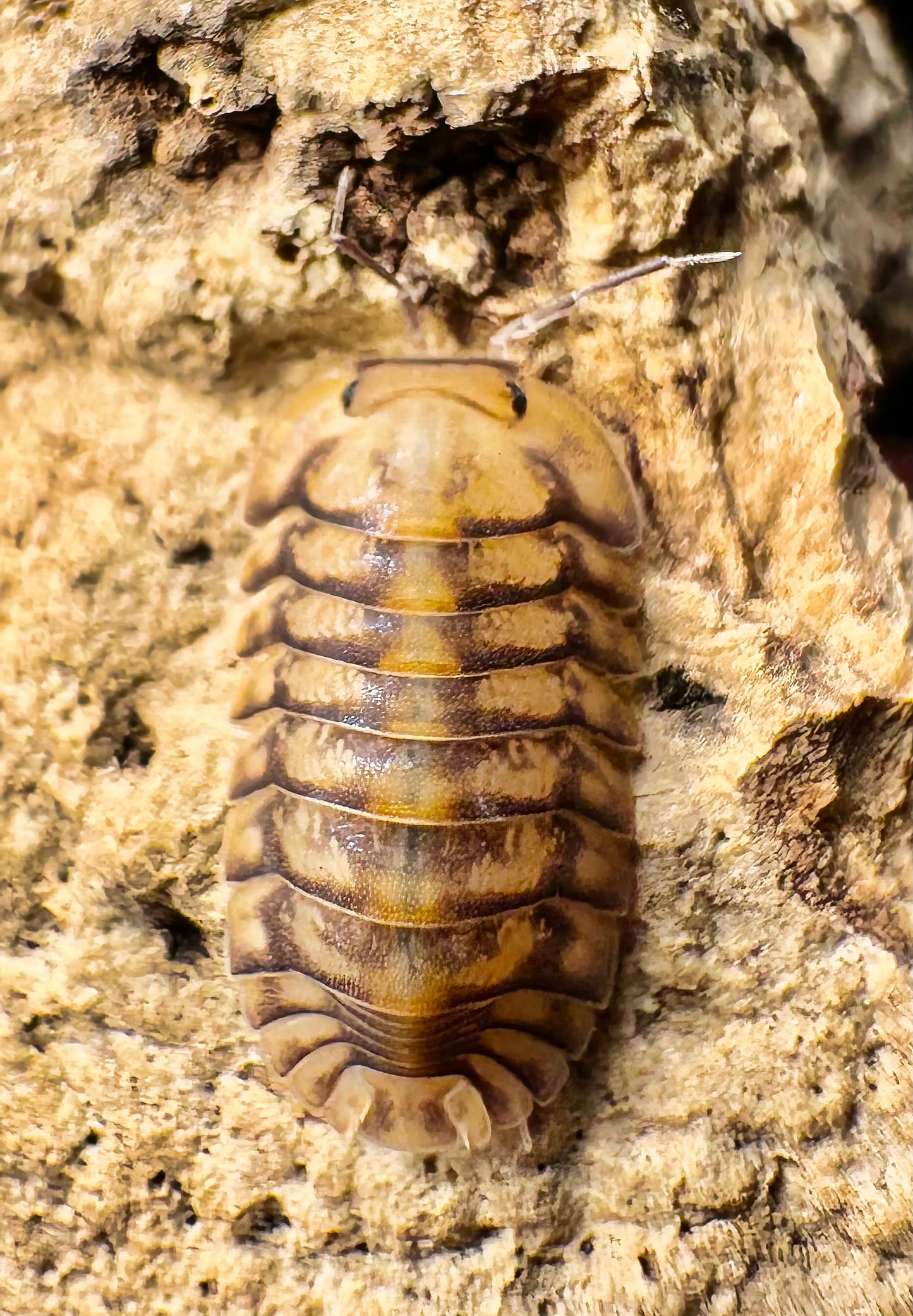 Cubaris sp "Yellow Tiger"