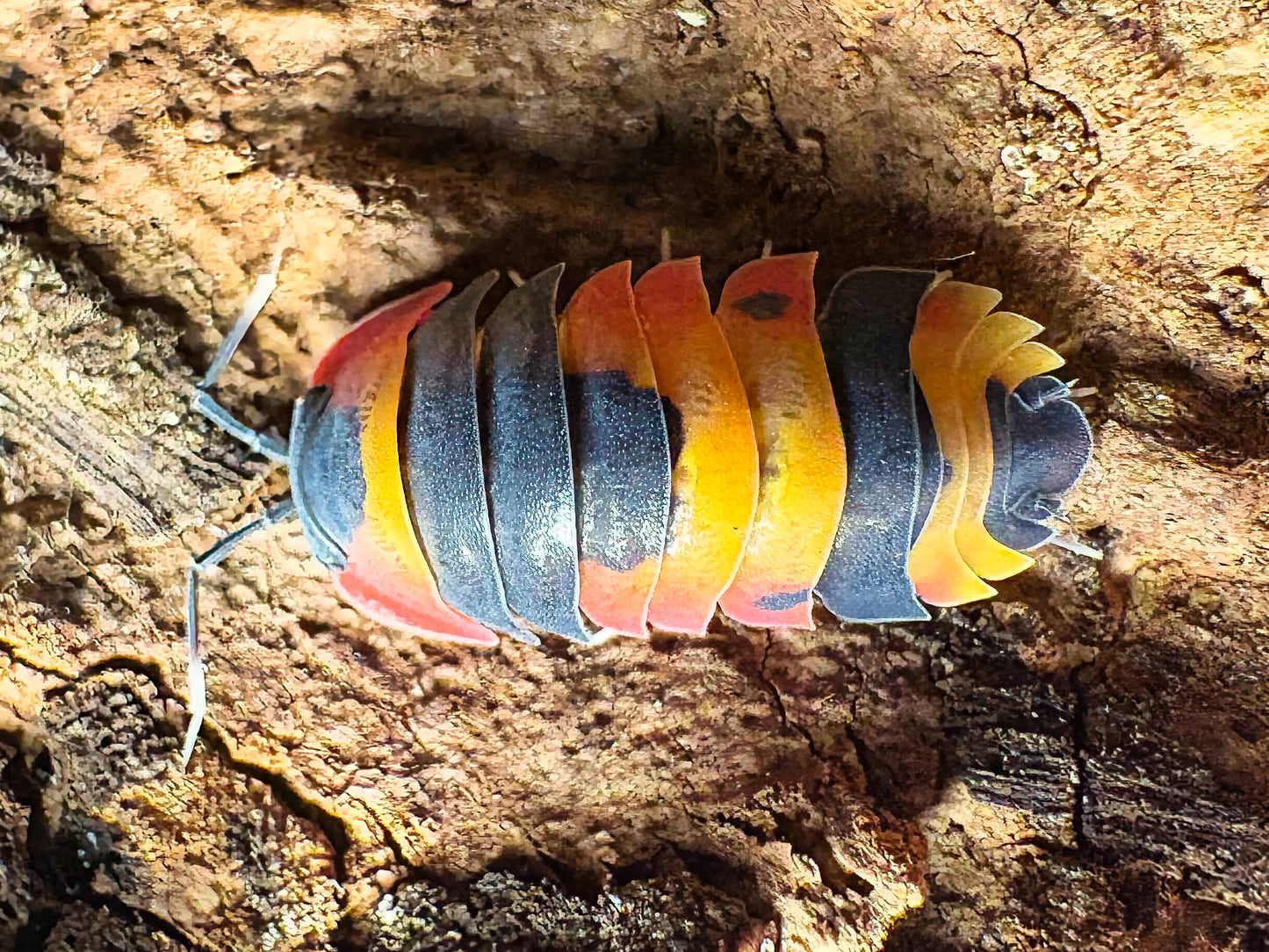 Ardentiella sp "Blister Fire"