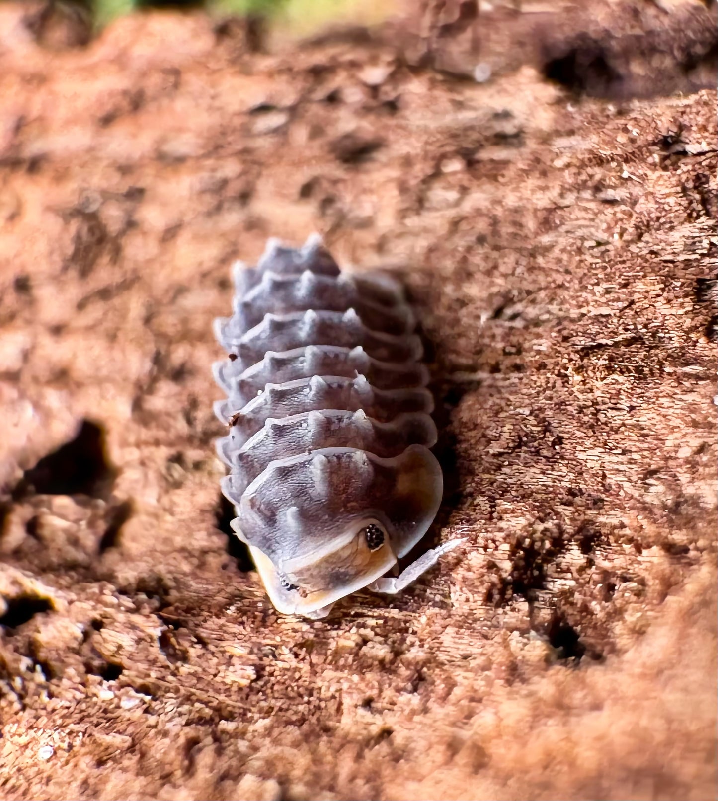 Isopoda sp "Shiny Gator"
