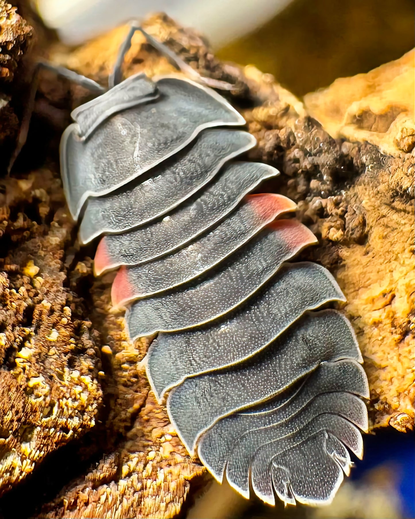 Ardentiella sp "Lava"