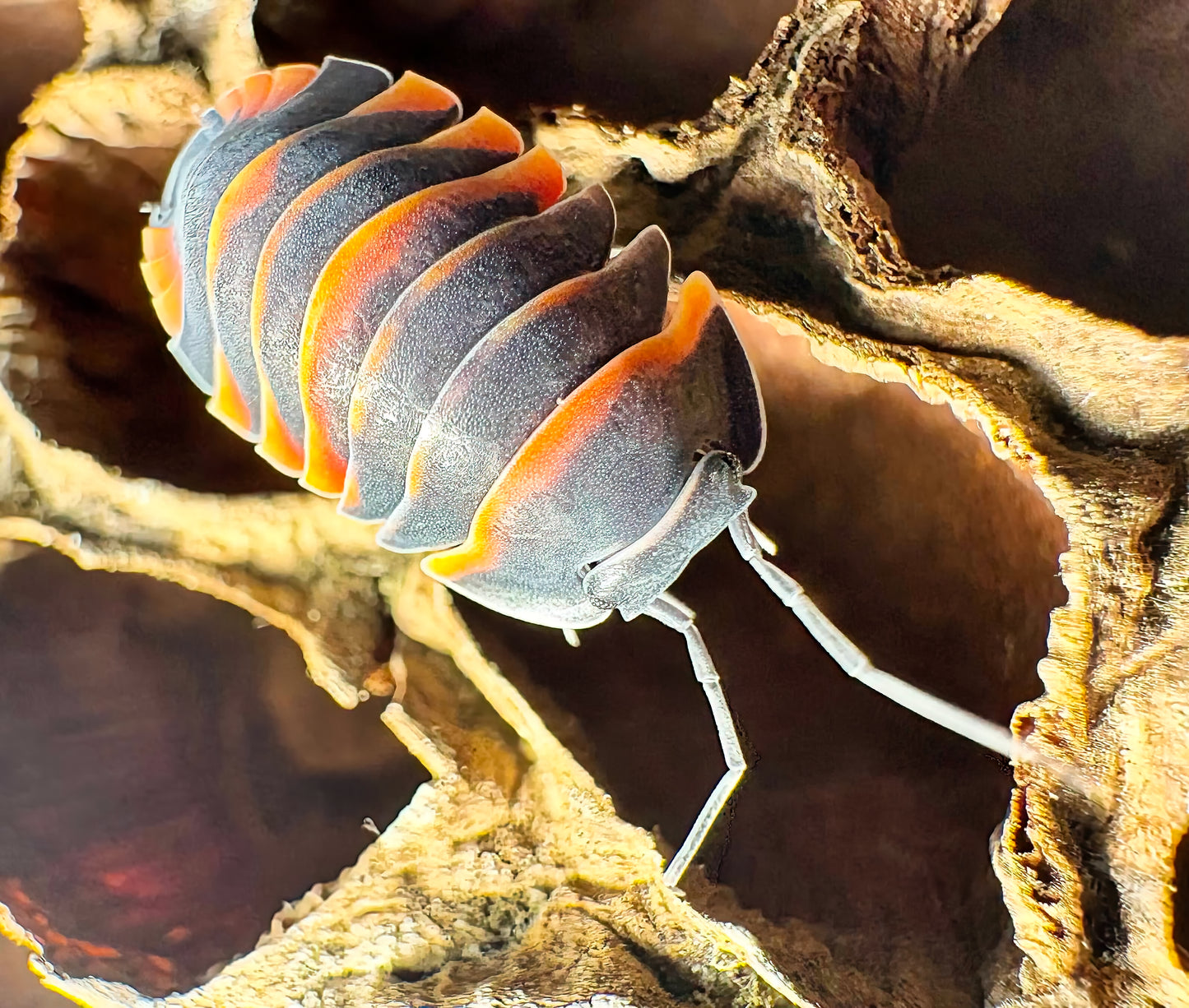 Ardentiella sp "Ember Bee"