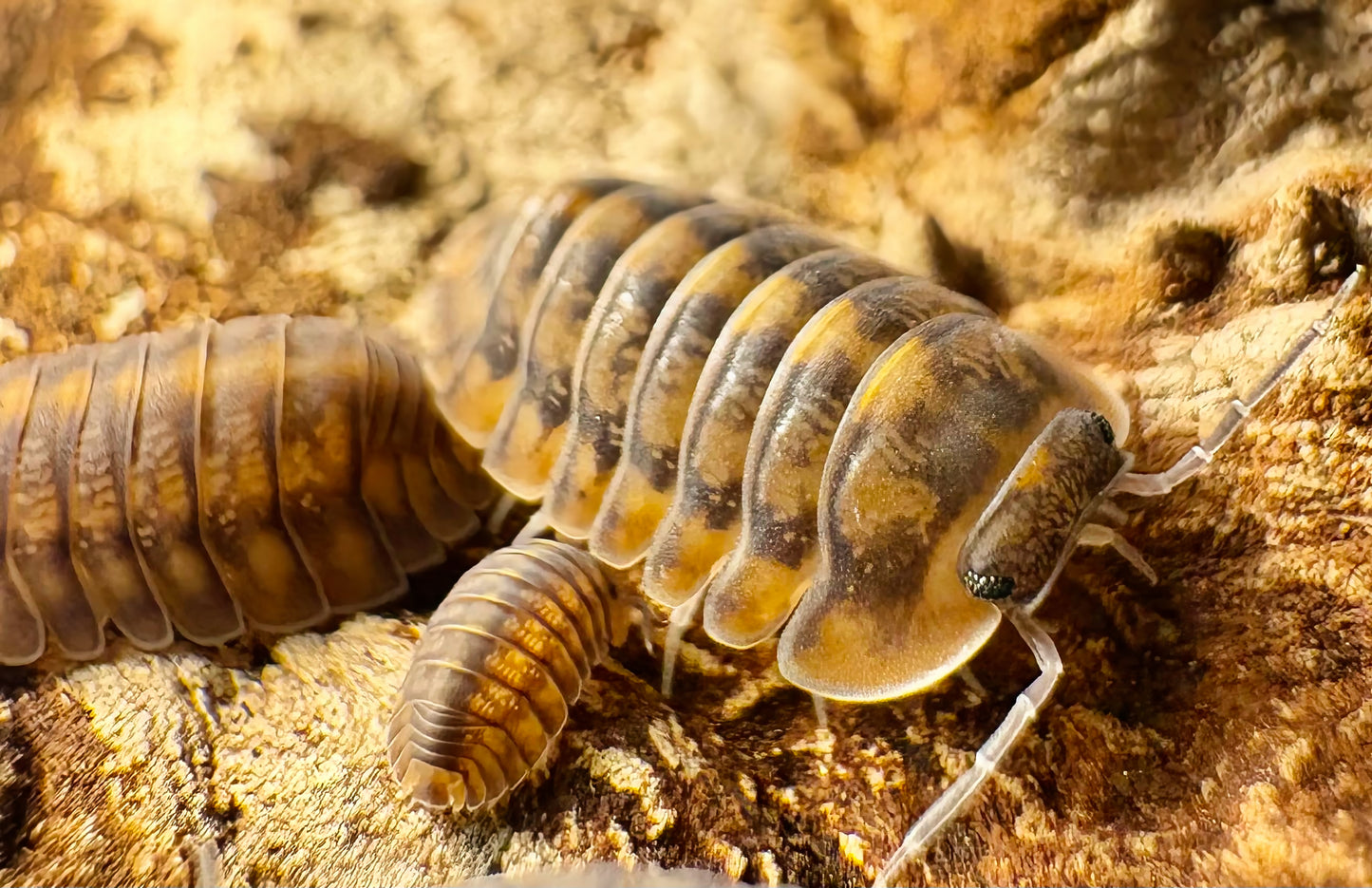 Cubaris sp "Phipun Tiger"