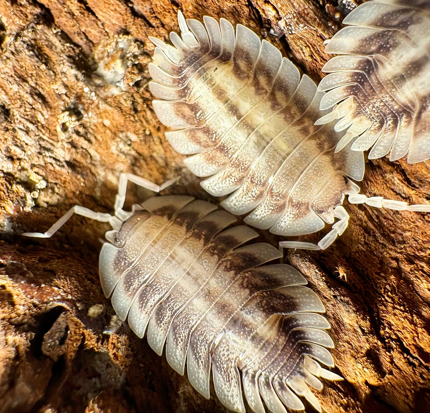 Porcellio werneri "Silverback"