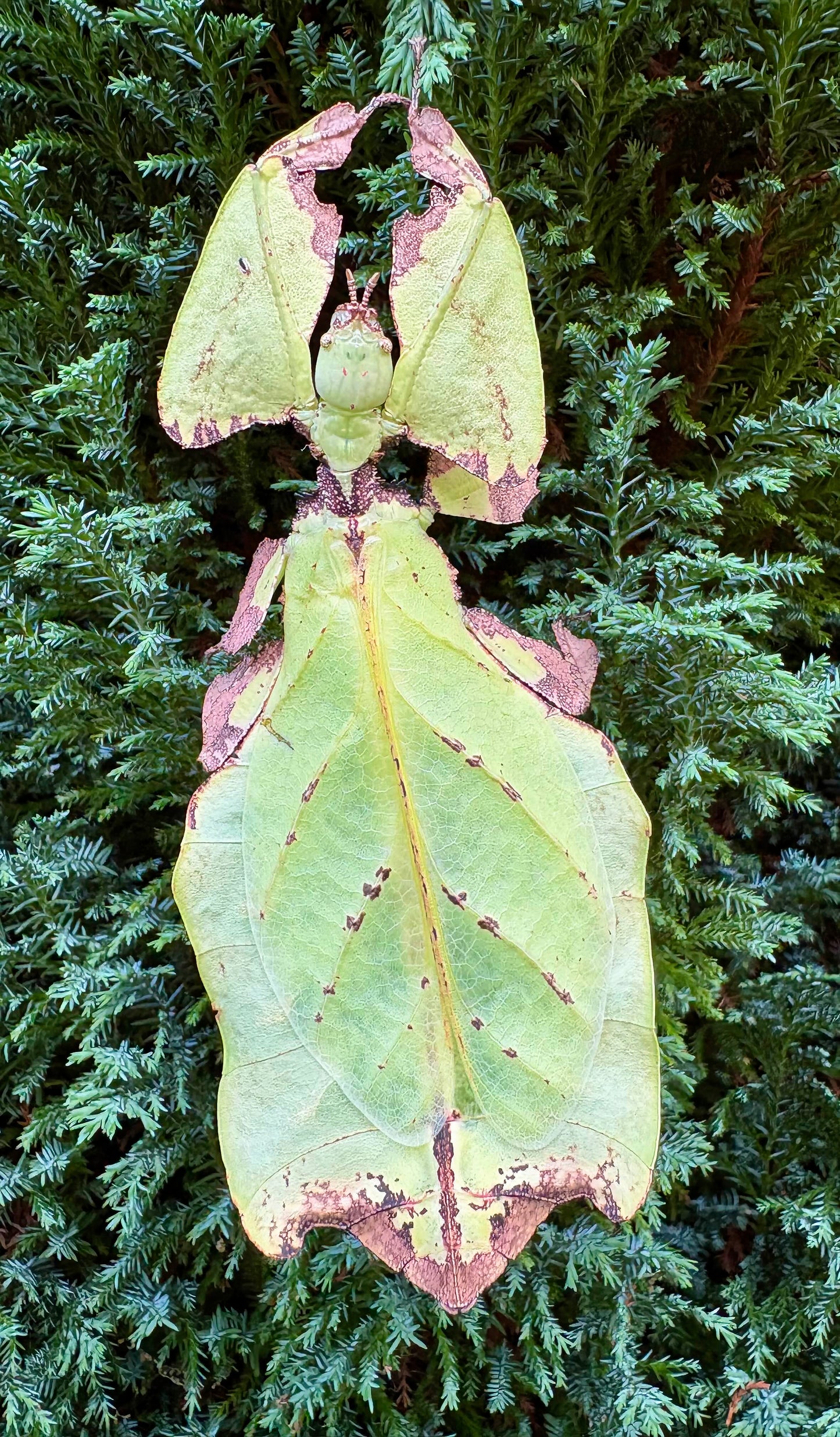 Pulchriphyllium giganteum "Tapah Hills" Nymphs