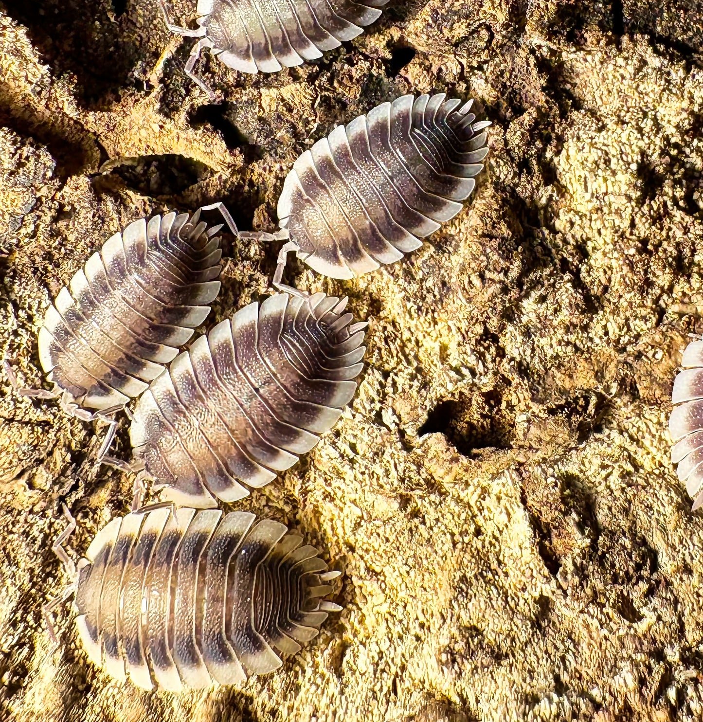 Porcellio werneri