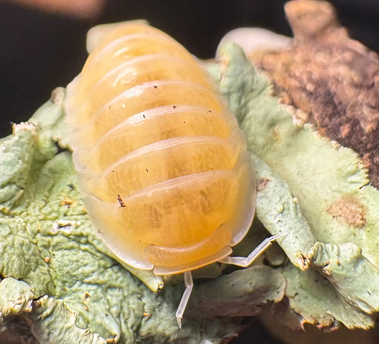 Cubaris sp "Frosty Jupiter"