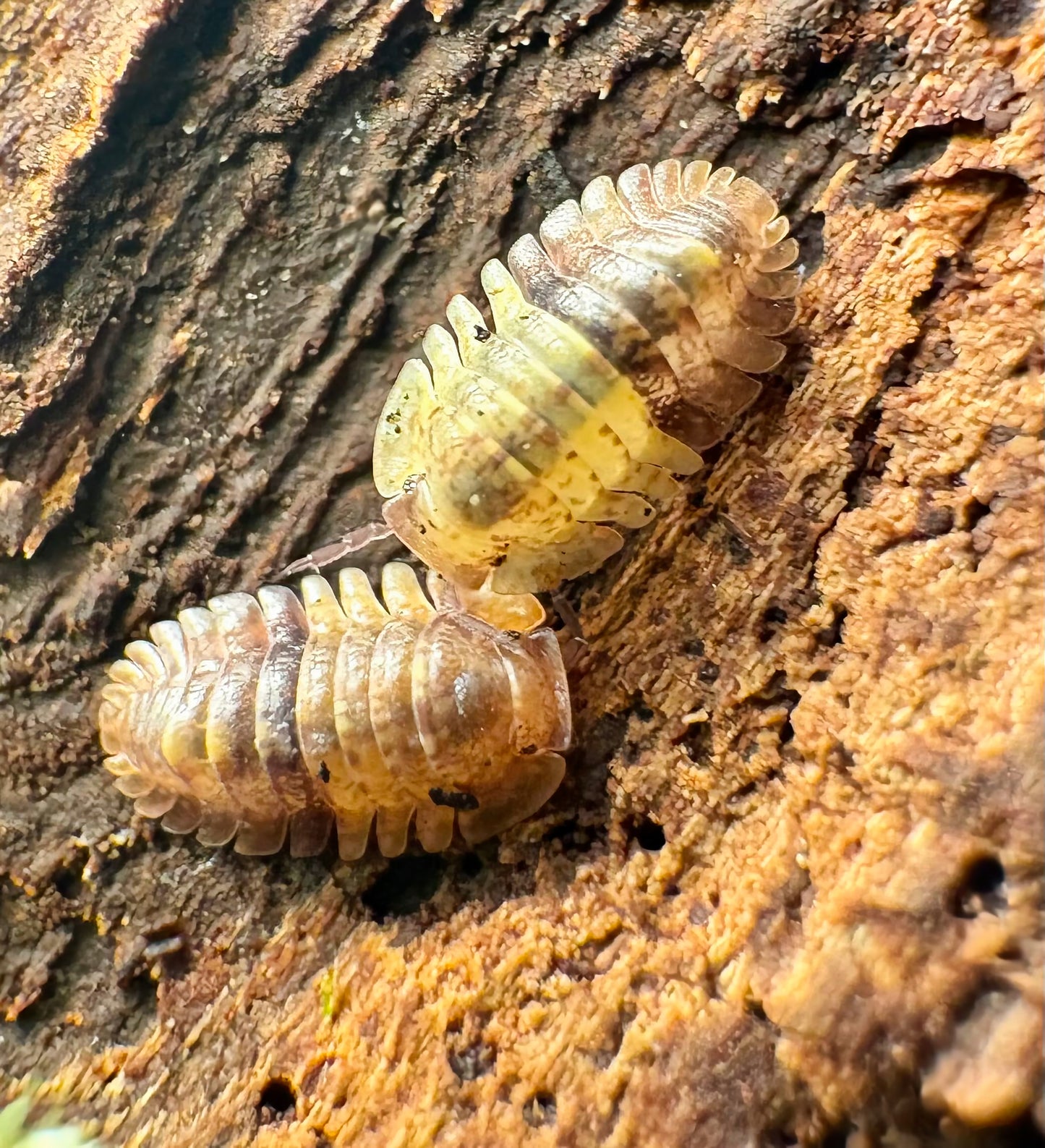 Filipinodillo sp "Giant Banahao"